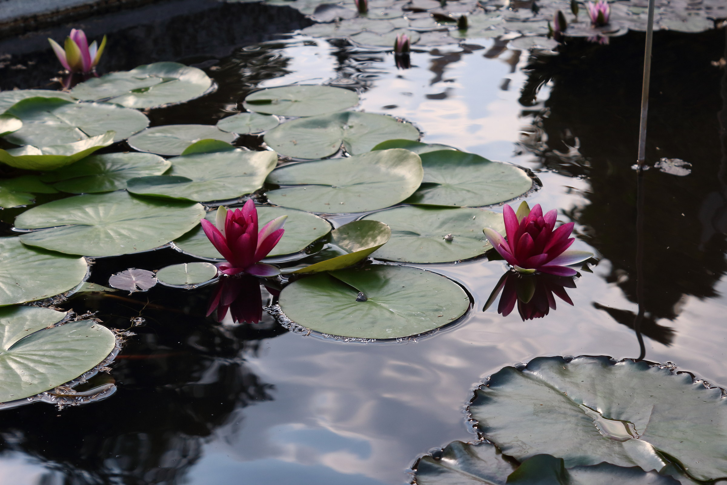 waterlilies 2