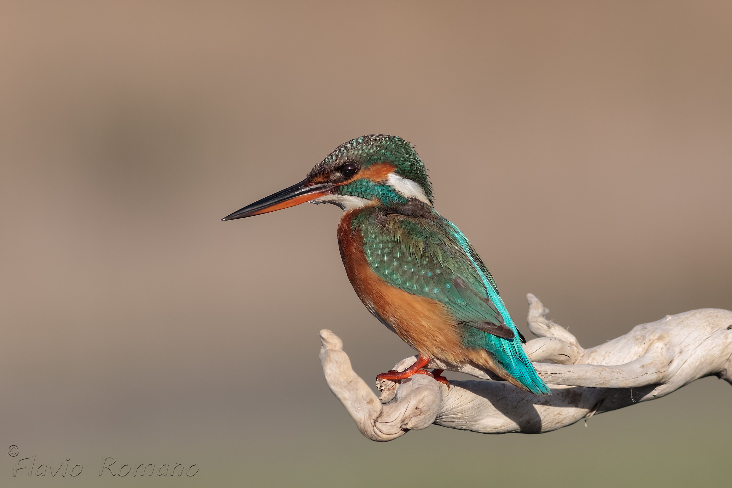 Kingfisher