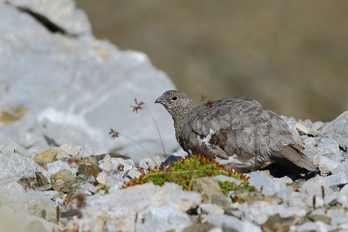 ptarmigan