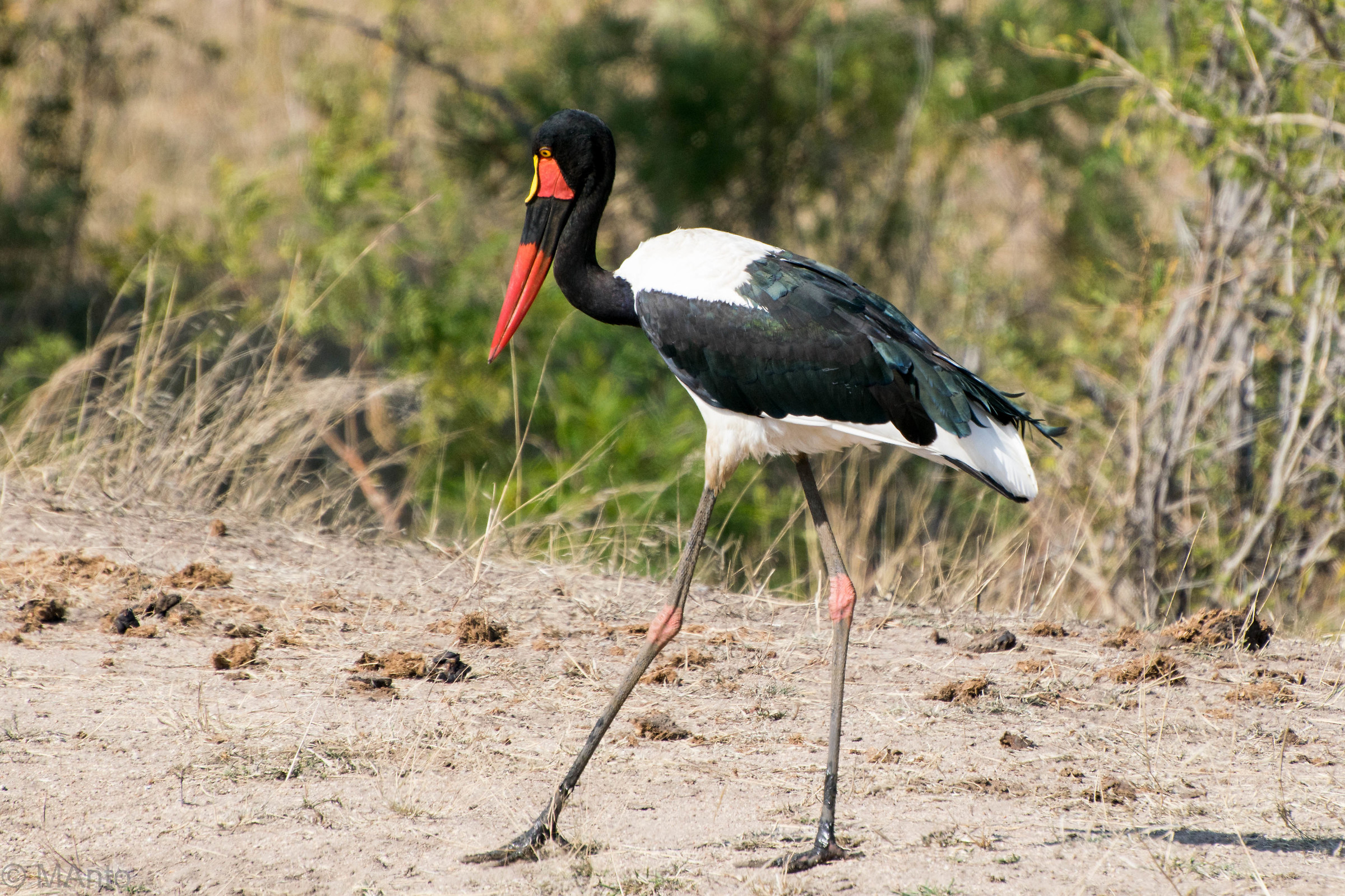 Mitteria del Senegal