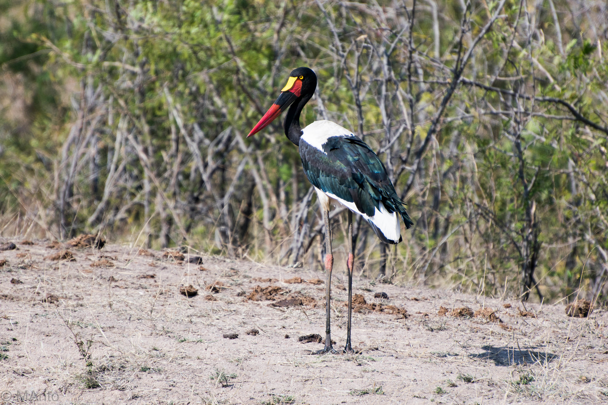 Mitteria del Senegal al Kruger
