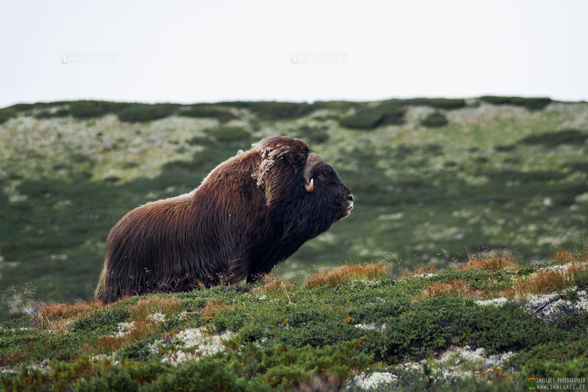 BUE musk - Norway - "Dovrefjell national park"