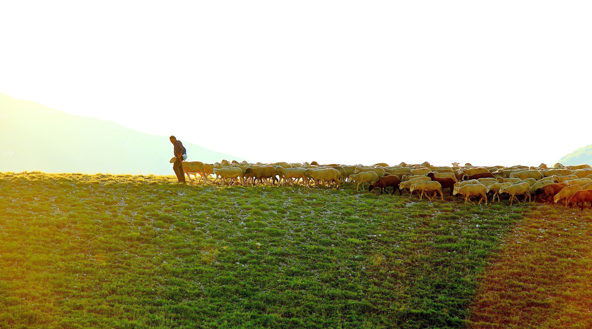Transumanza-