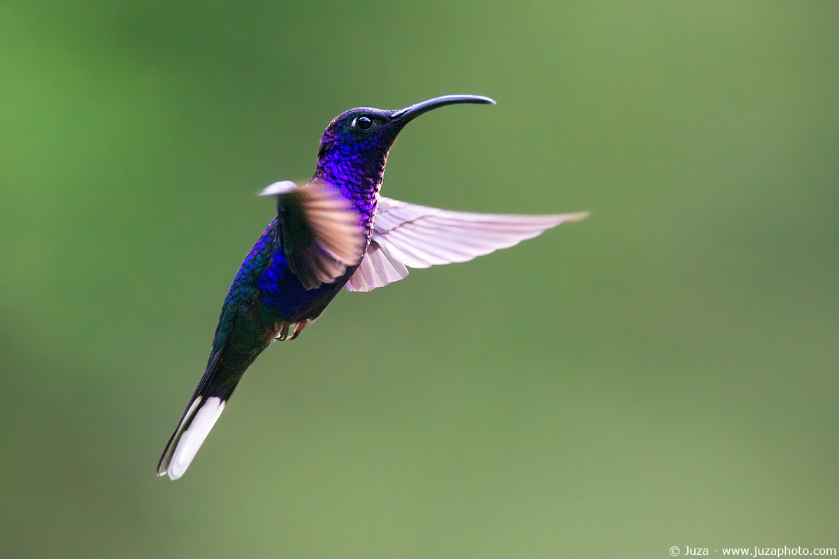 Campylopterus hemileucurus (Colibri), 008996