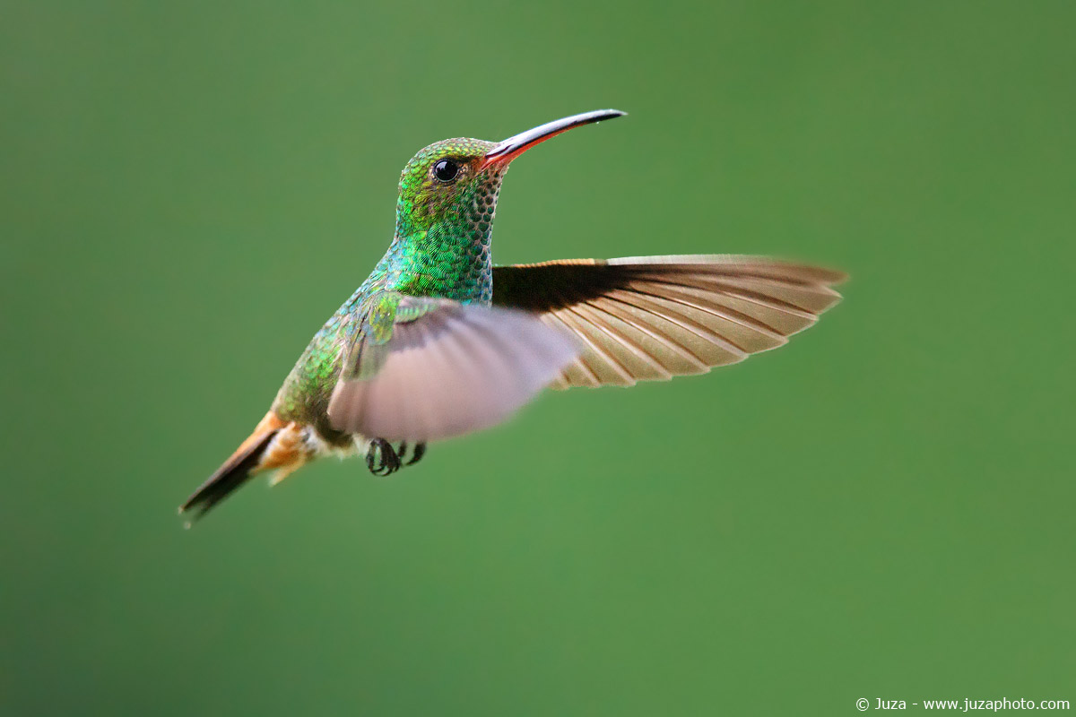 Eugenes fulgens (Colibri), 009031