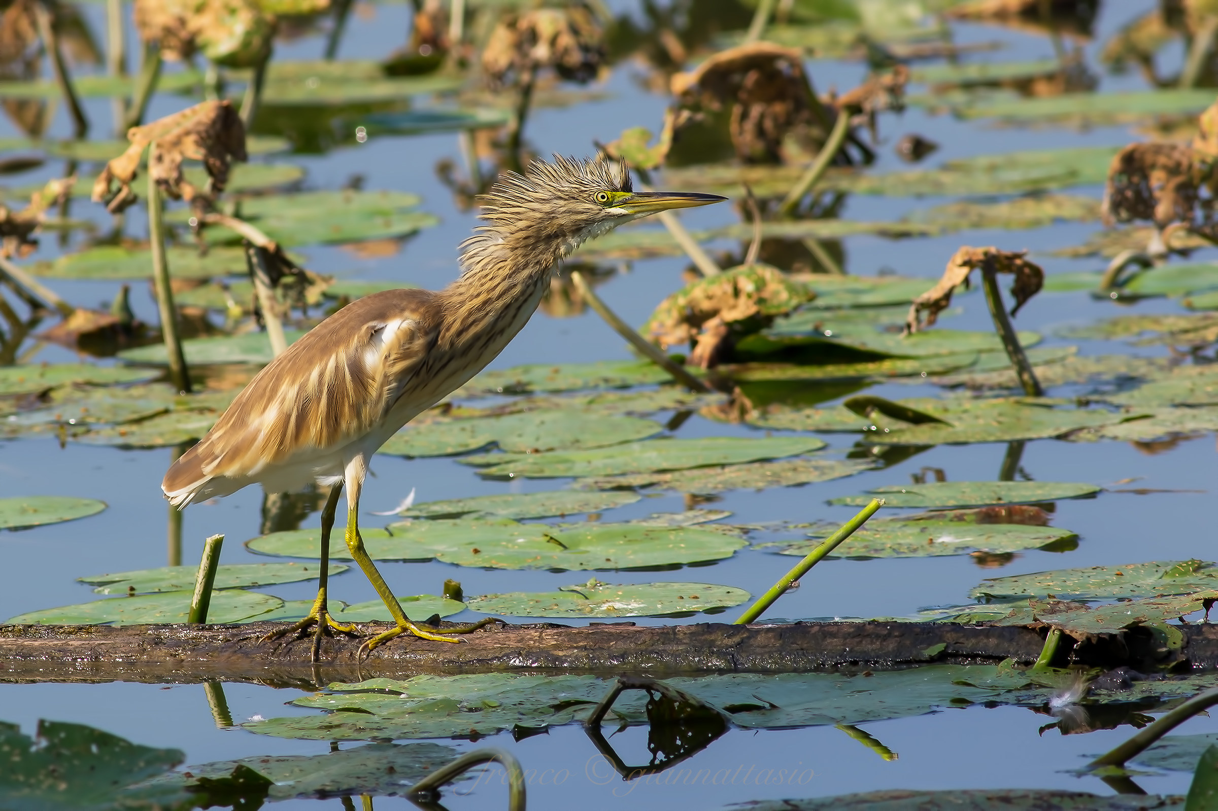 Ciuffetta with the forelock (or: