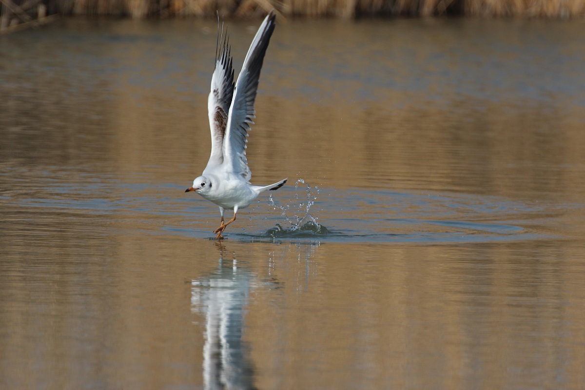 landing on the pond of a seagull