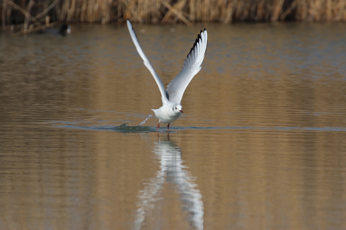 beginning of the flight of a seagull in the pond