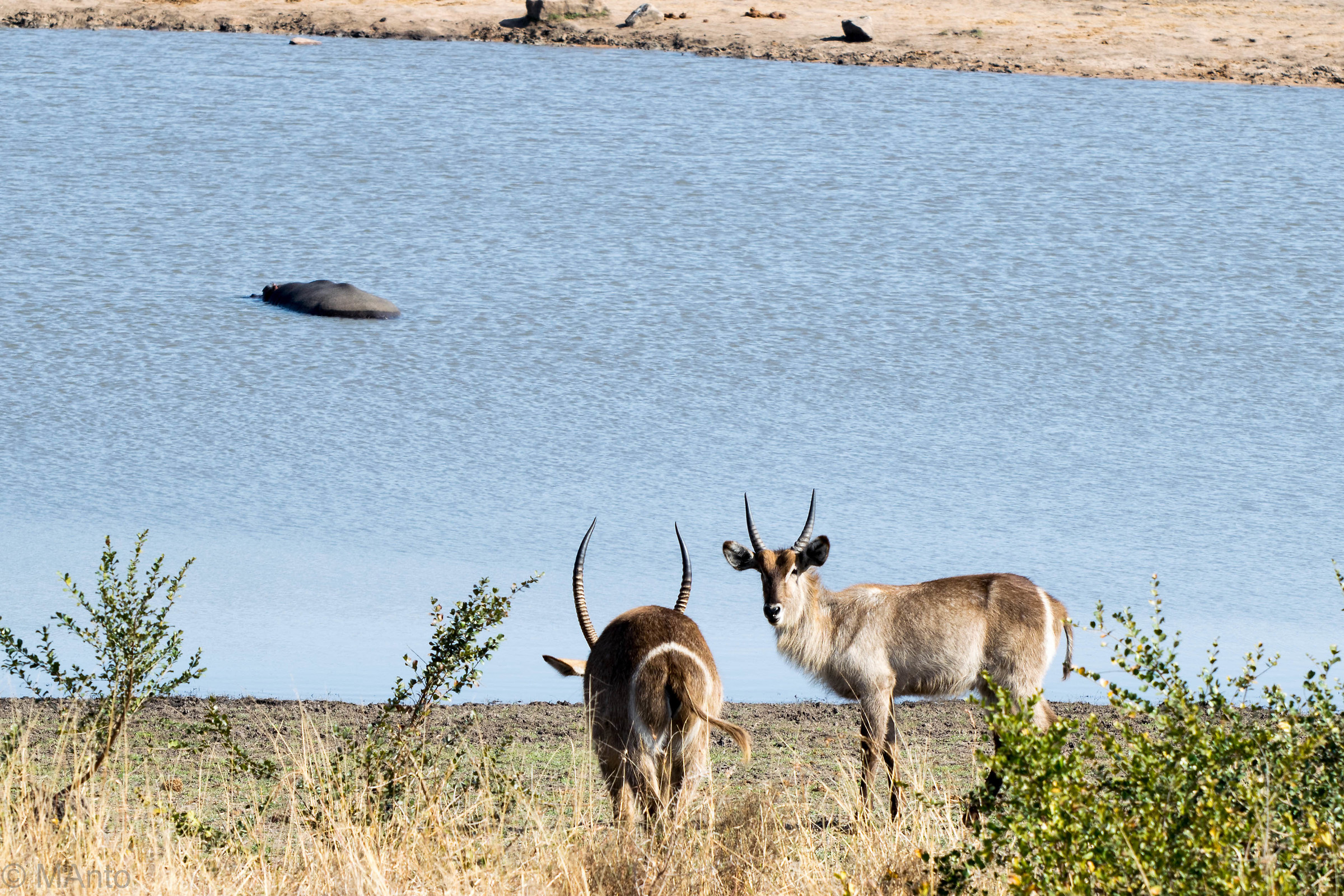 laghetto con animali