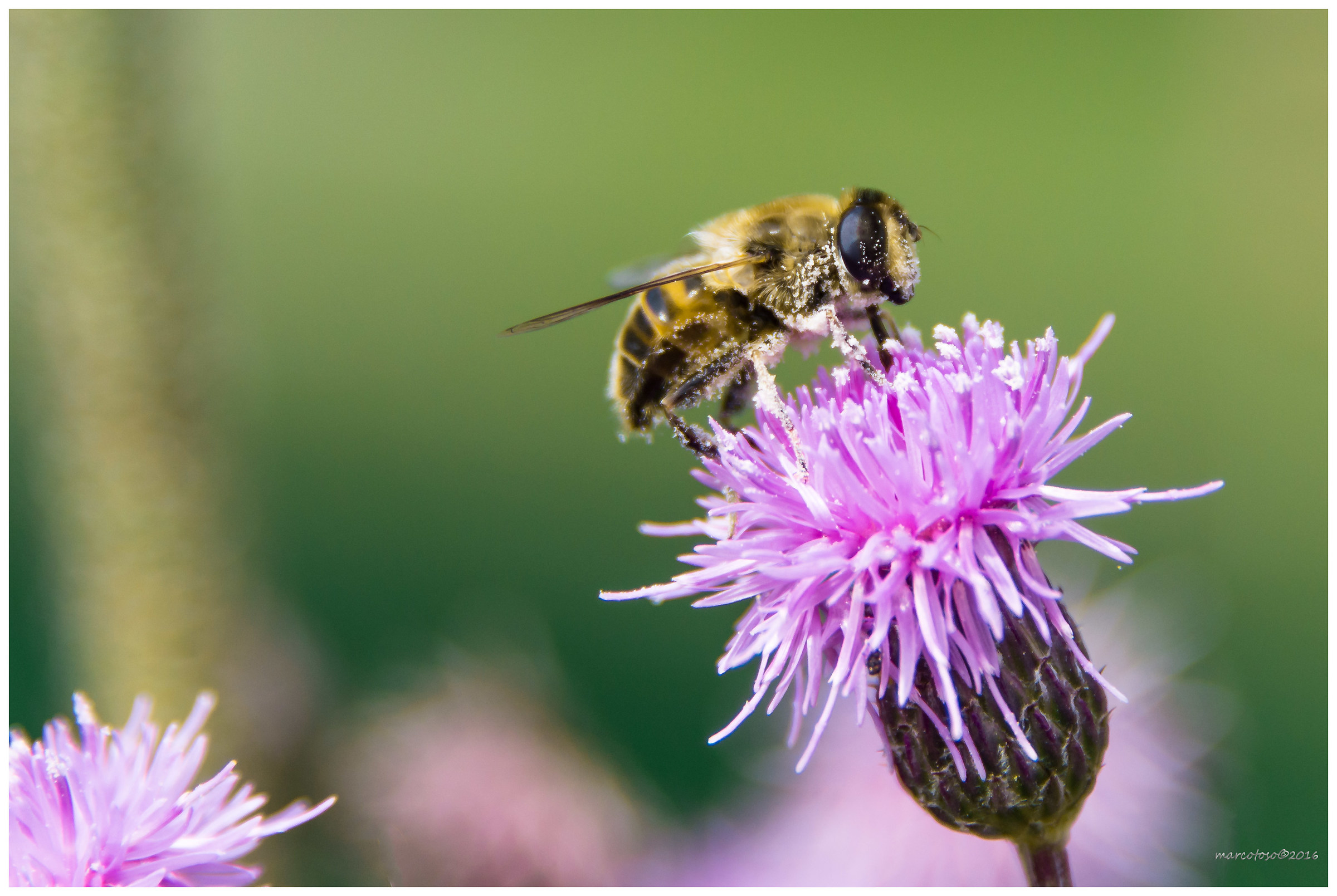 Macro - Ape su fiore