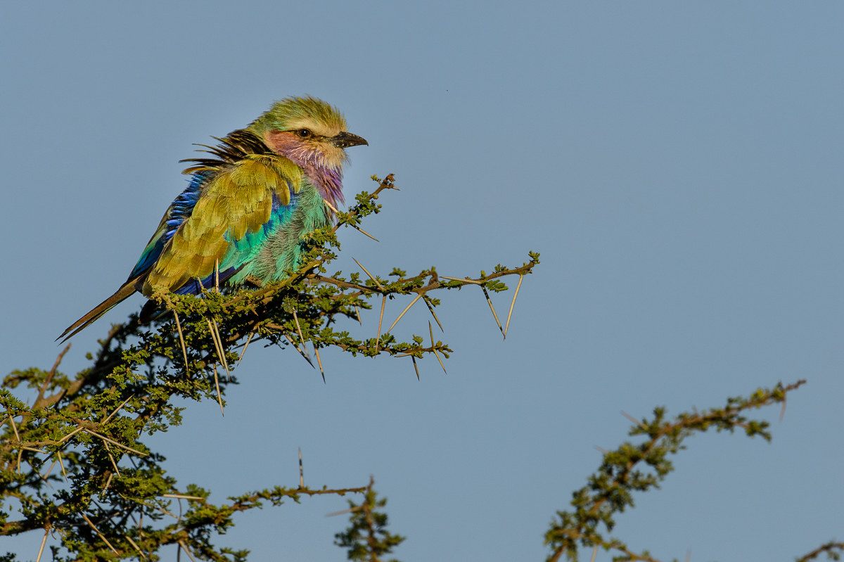 ghiandaia pettolilla