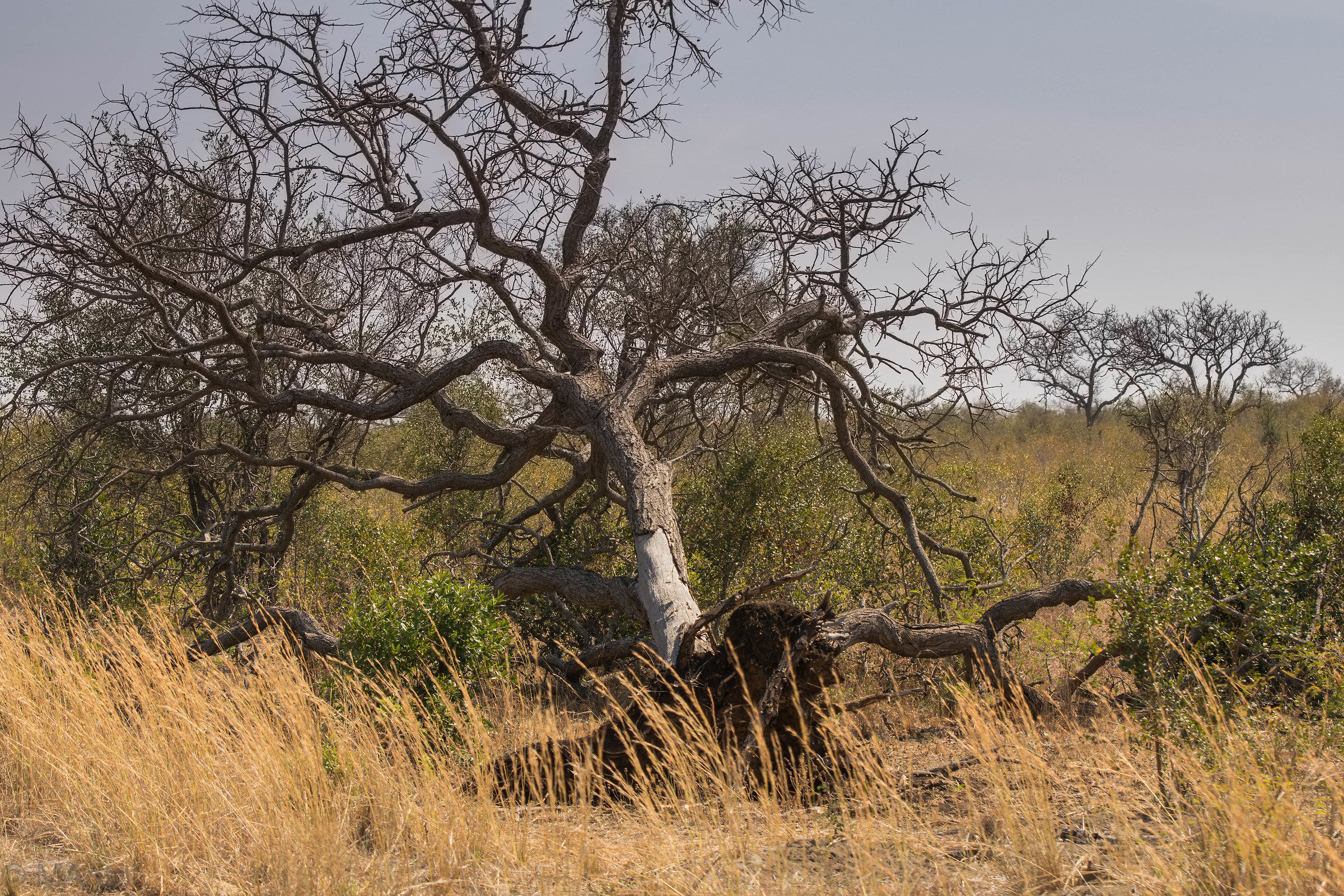 albero secco nel bush