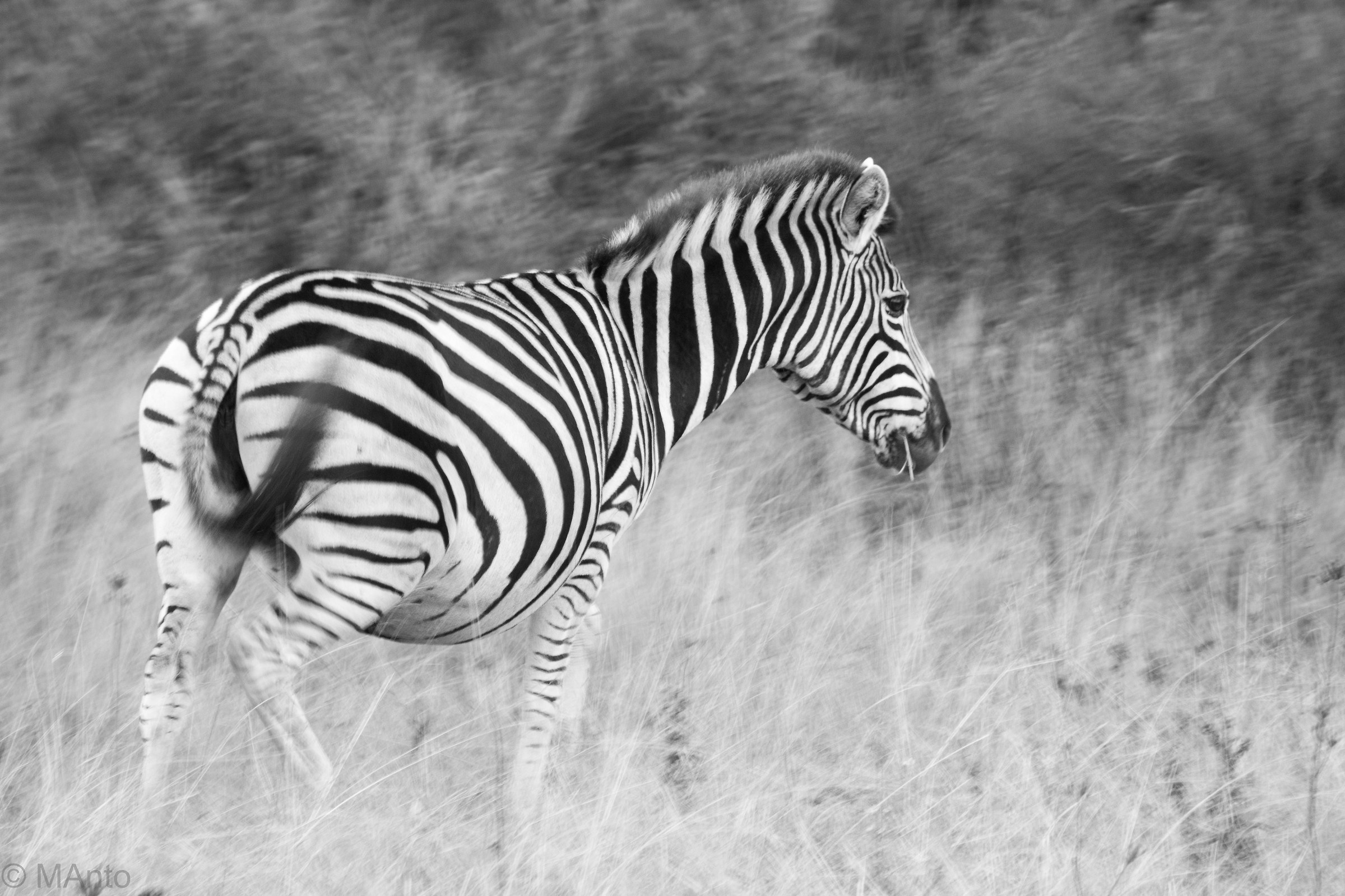 zebra in movimento