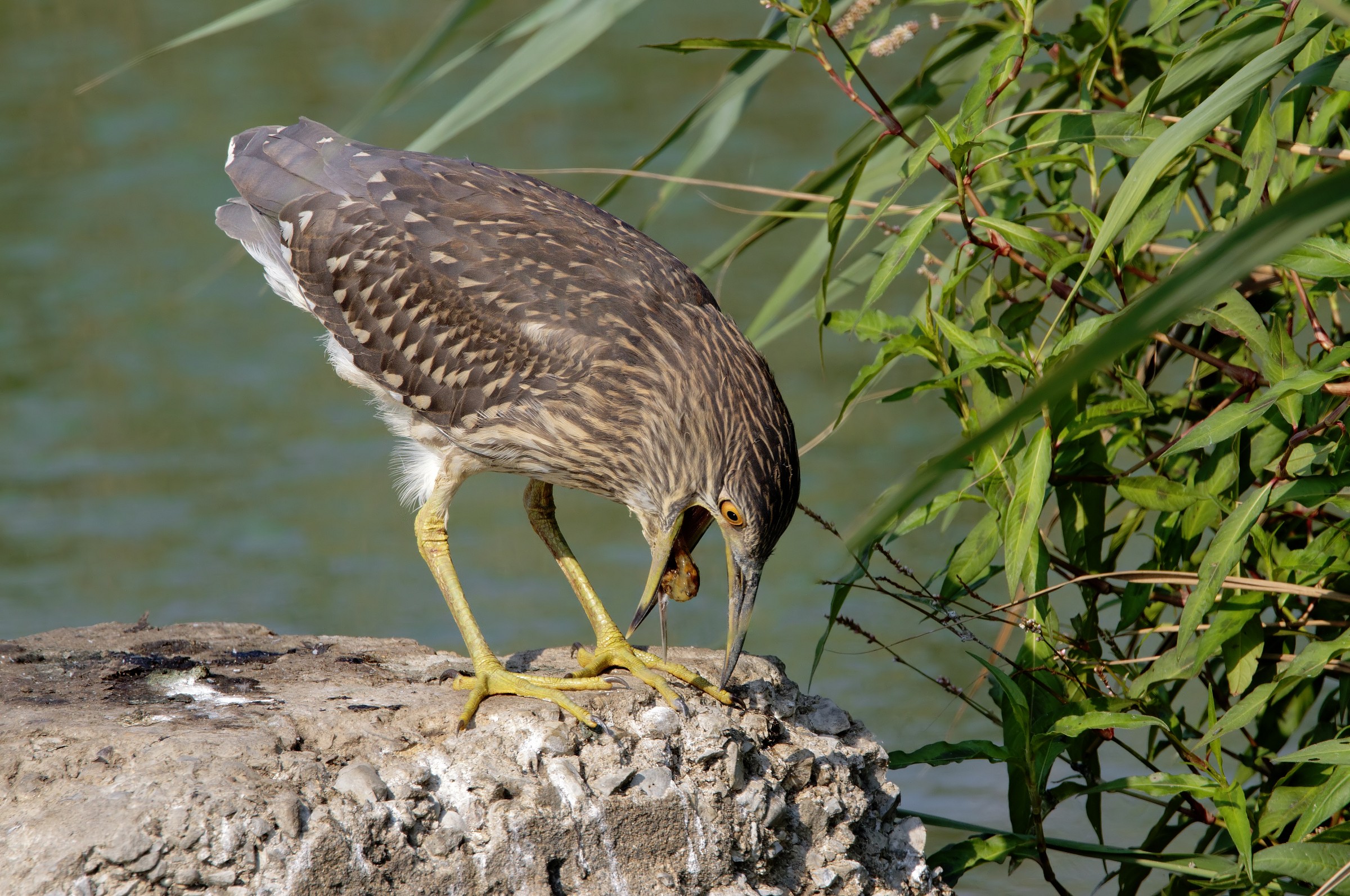 Regurgitation Thurs Night Heron