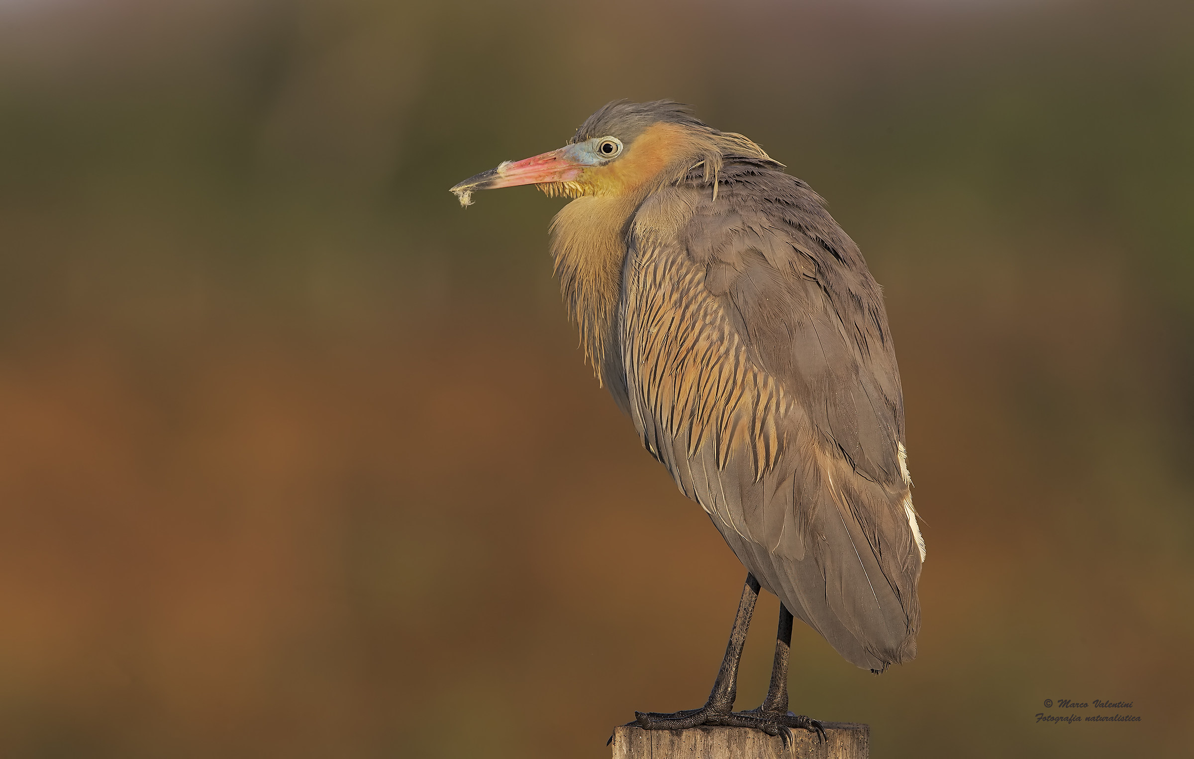 whistling heron