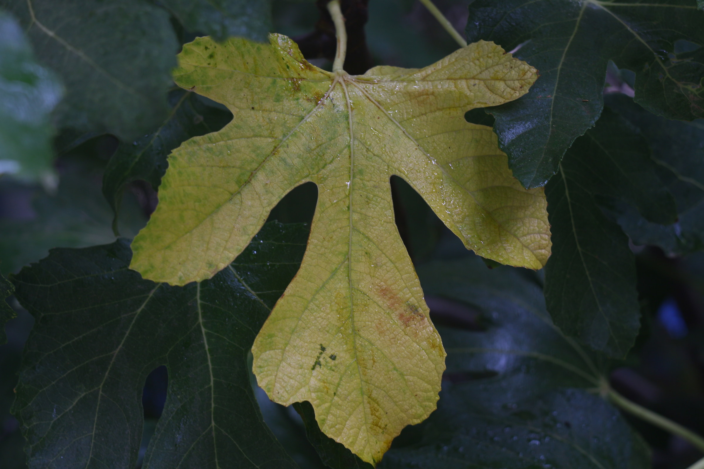 First signs of Autumn