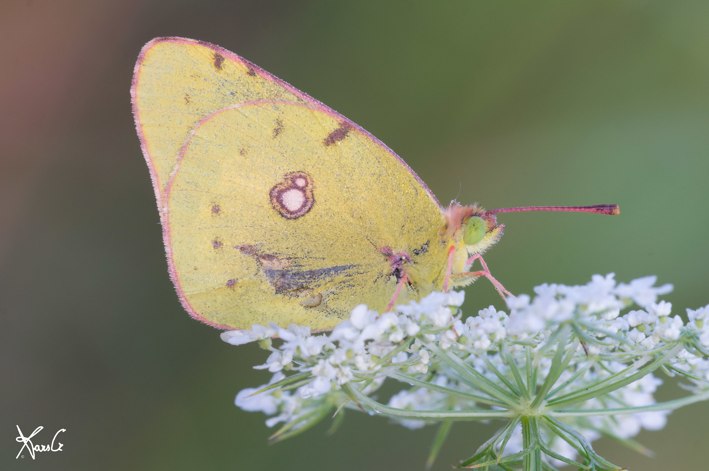 The Colias on Flower
