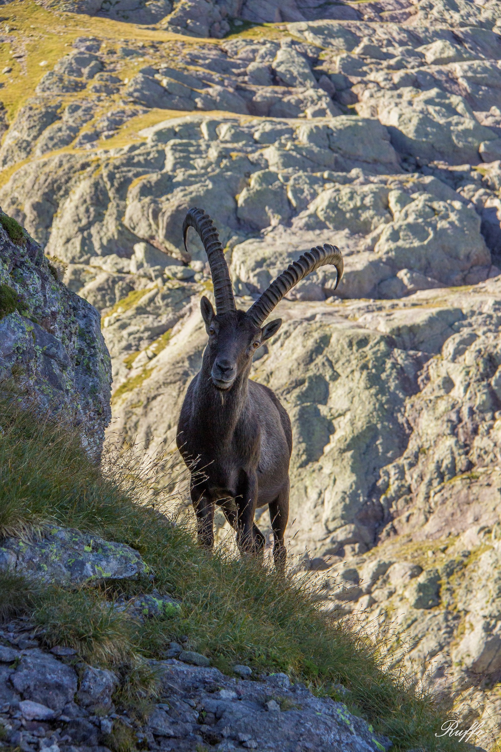 Ibex
