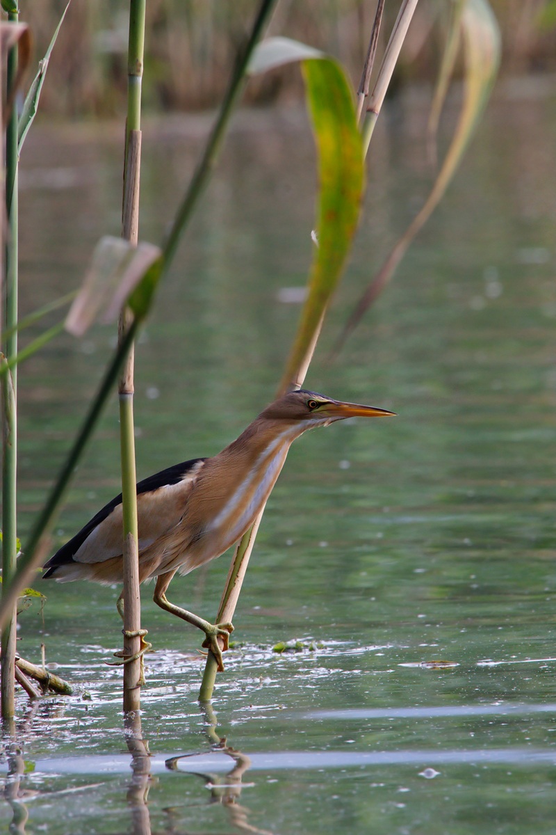 tarabusino (Ixobrychus minutus)