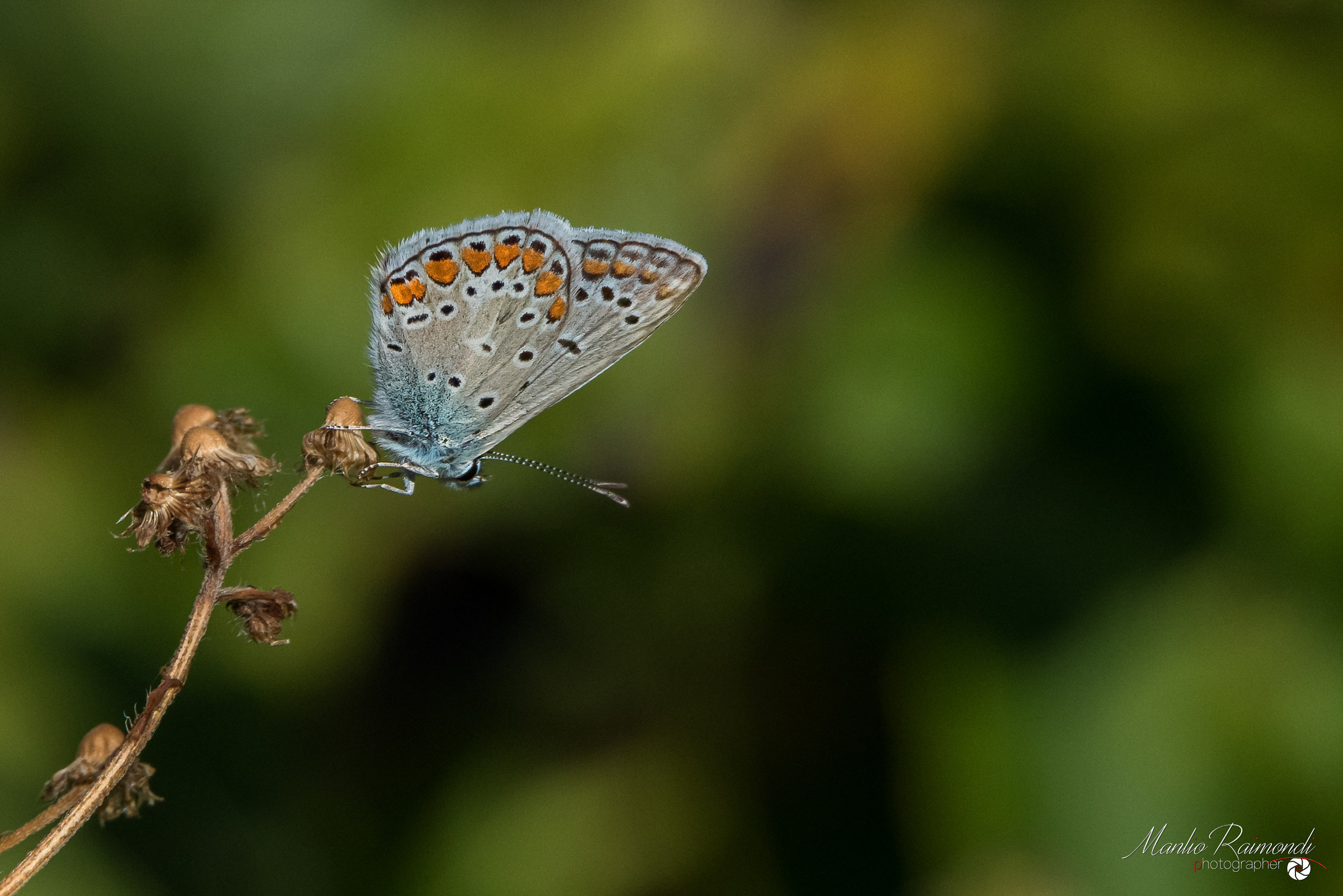 Polyommatus icarus