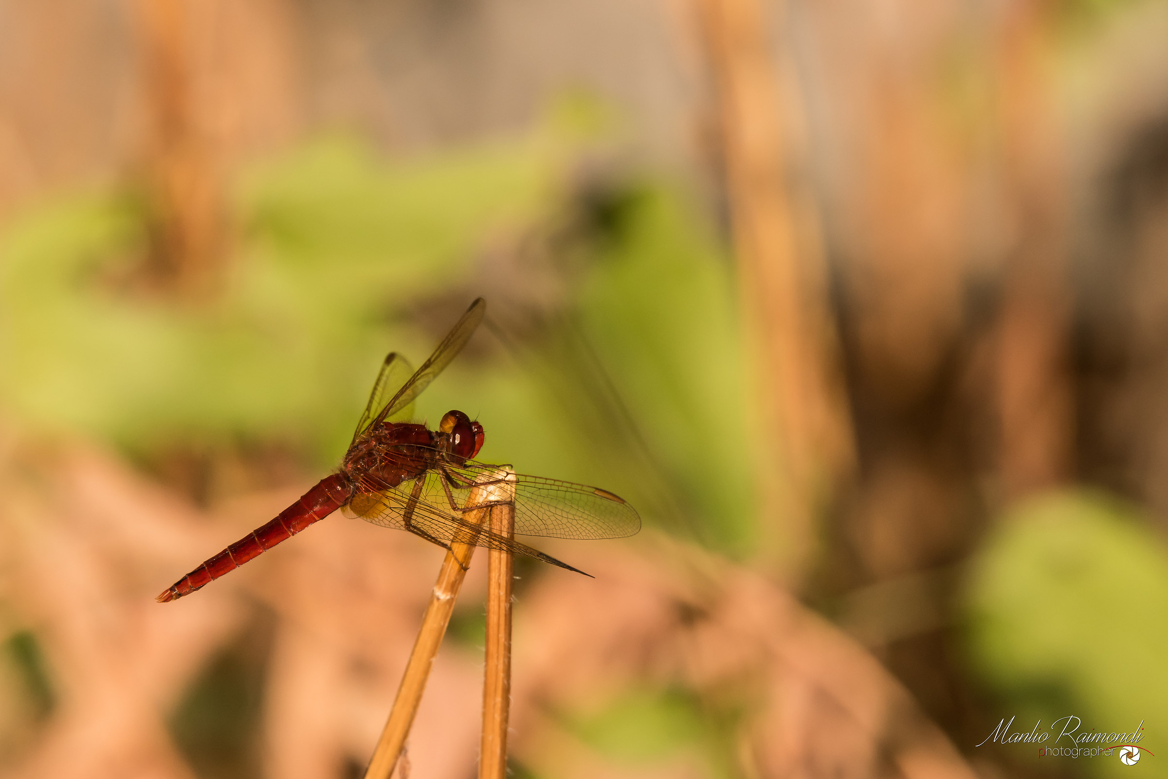 Libellula rossa