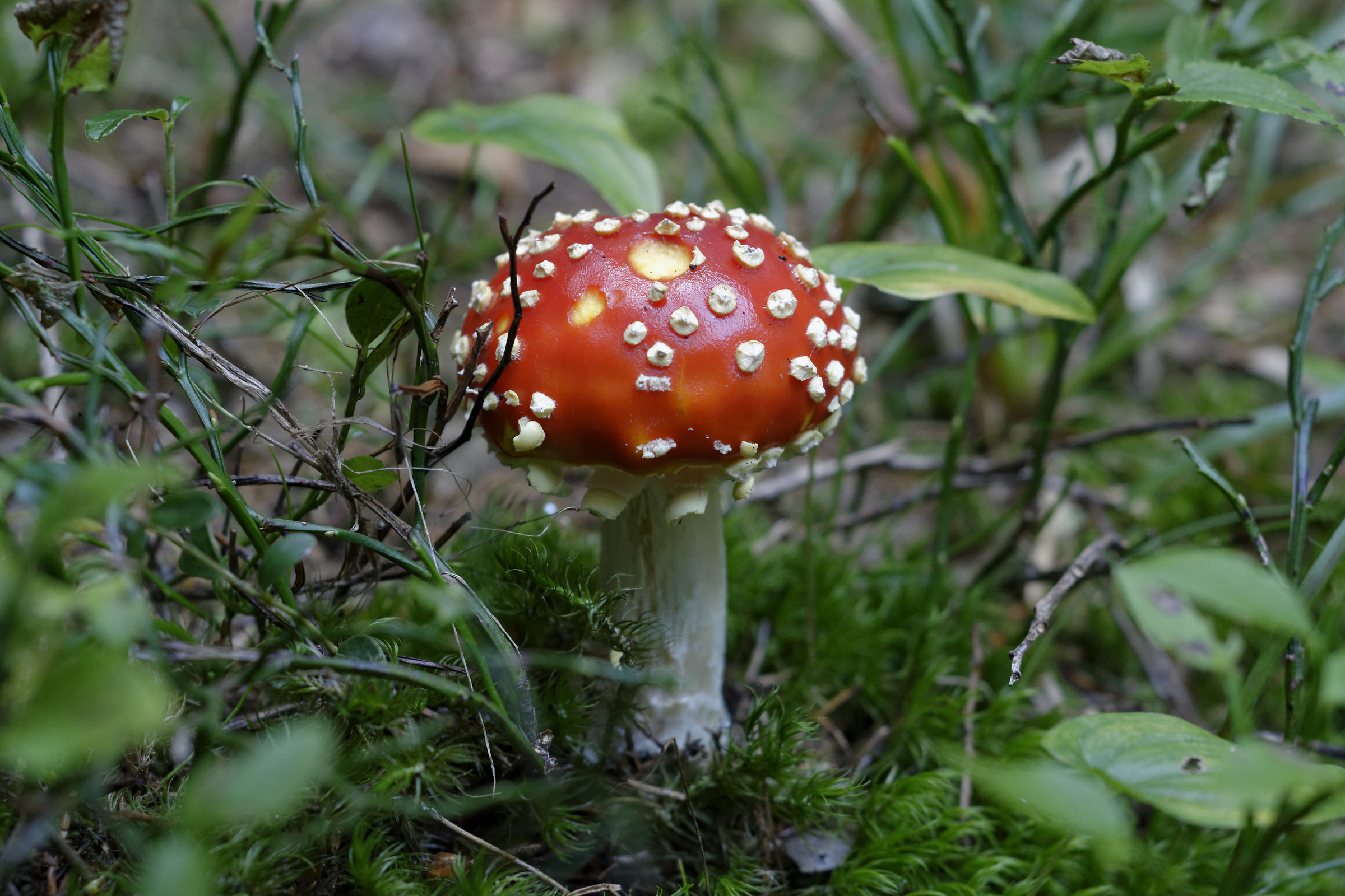 Amanita muscaria
