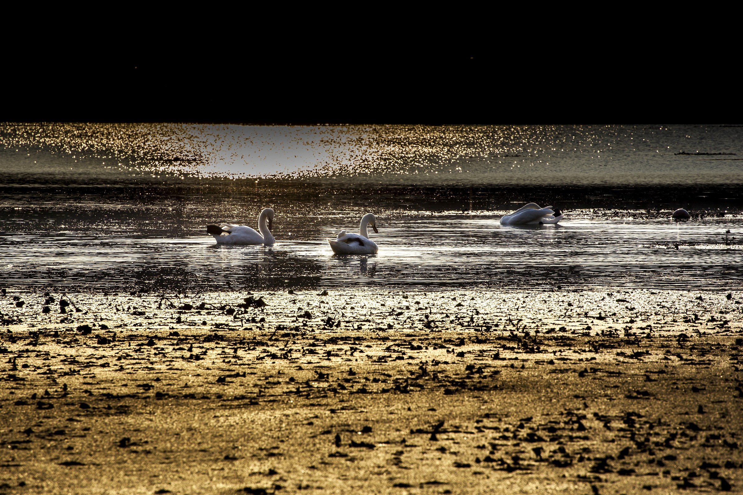 Cigni al Tramonto