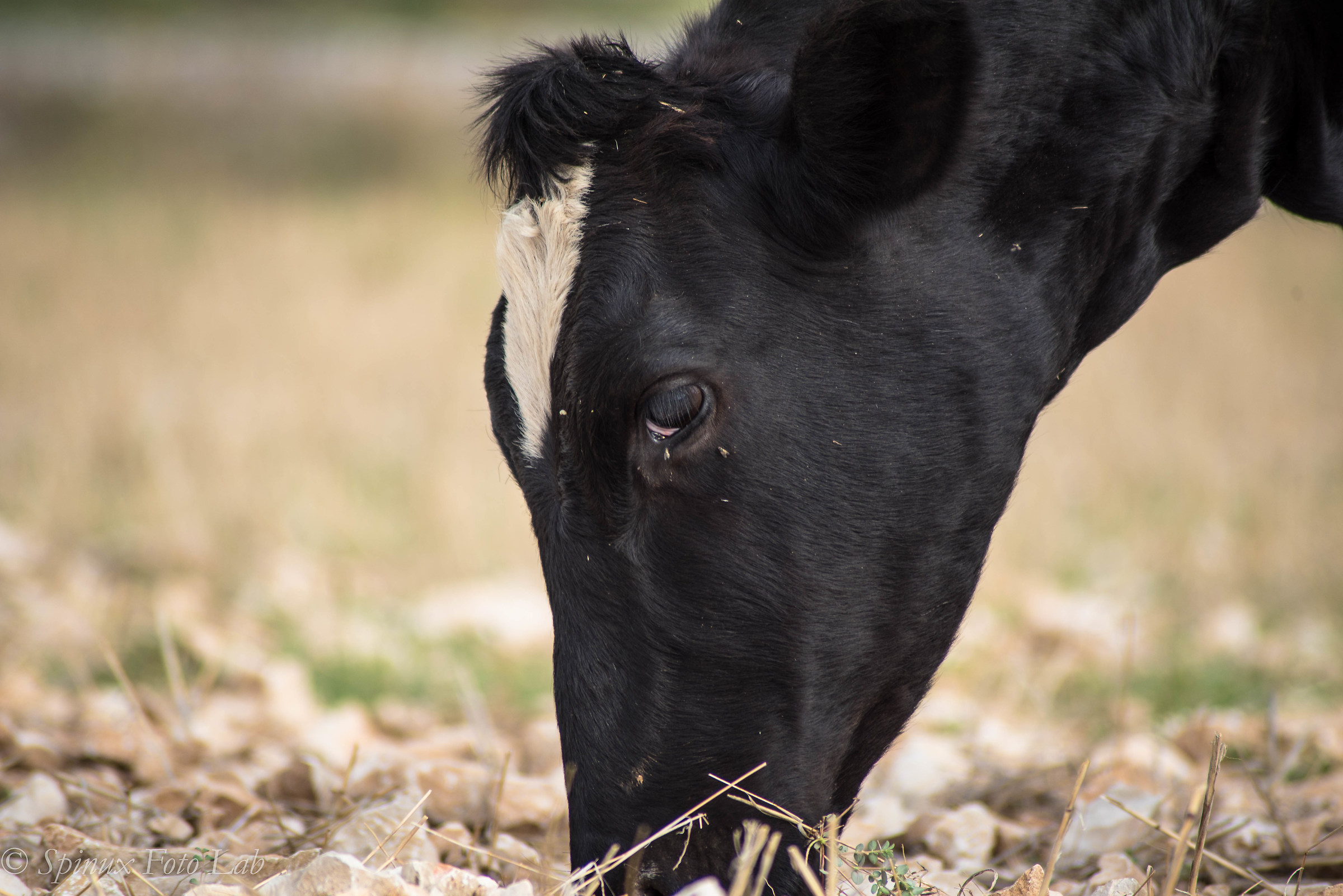 Cosa vuole questo...