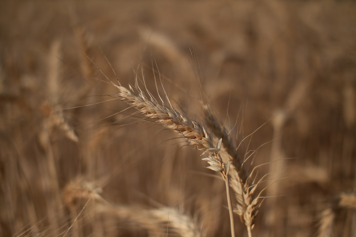 ear of corn (my corn!!)