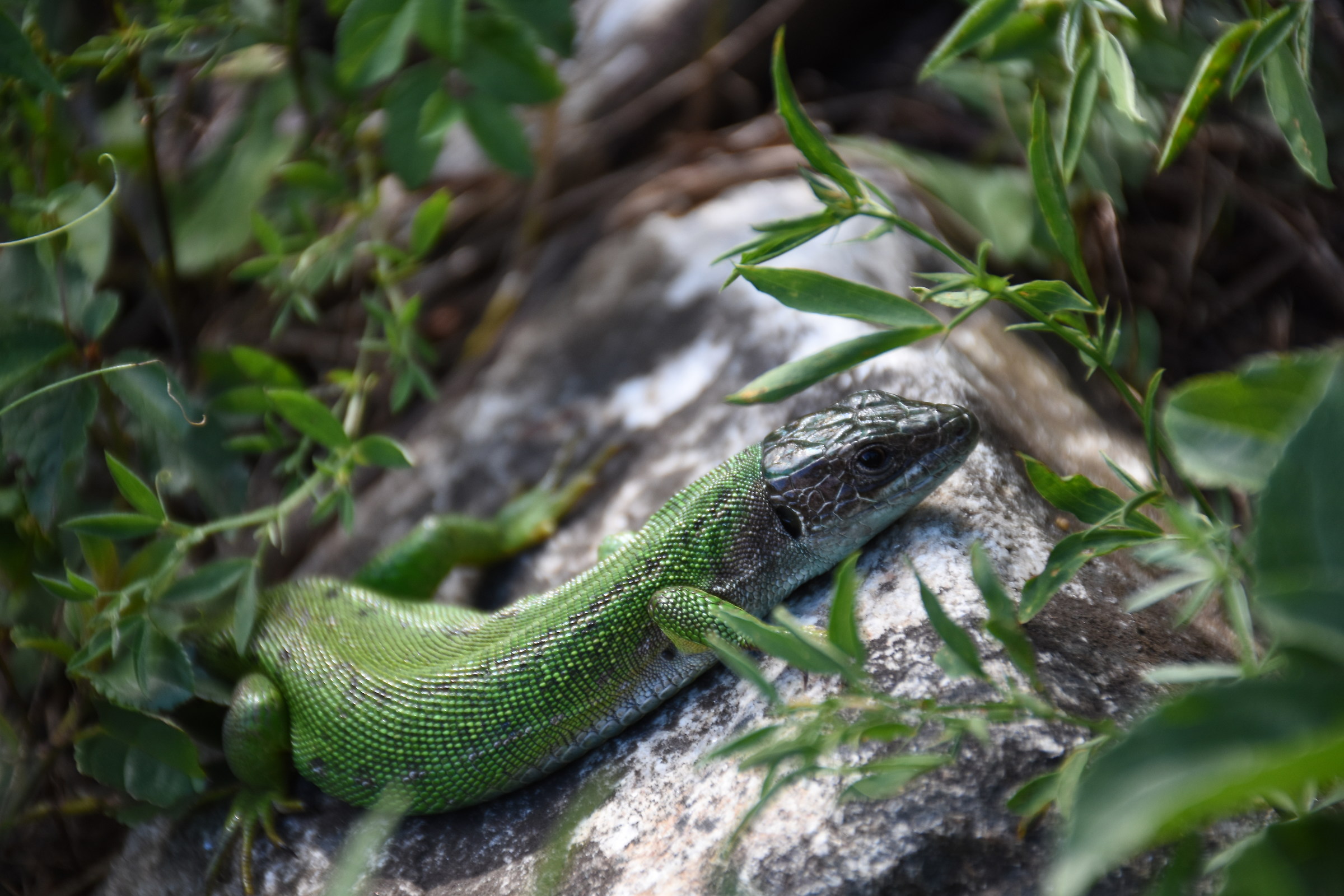 green lizard