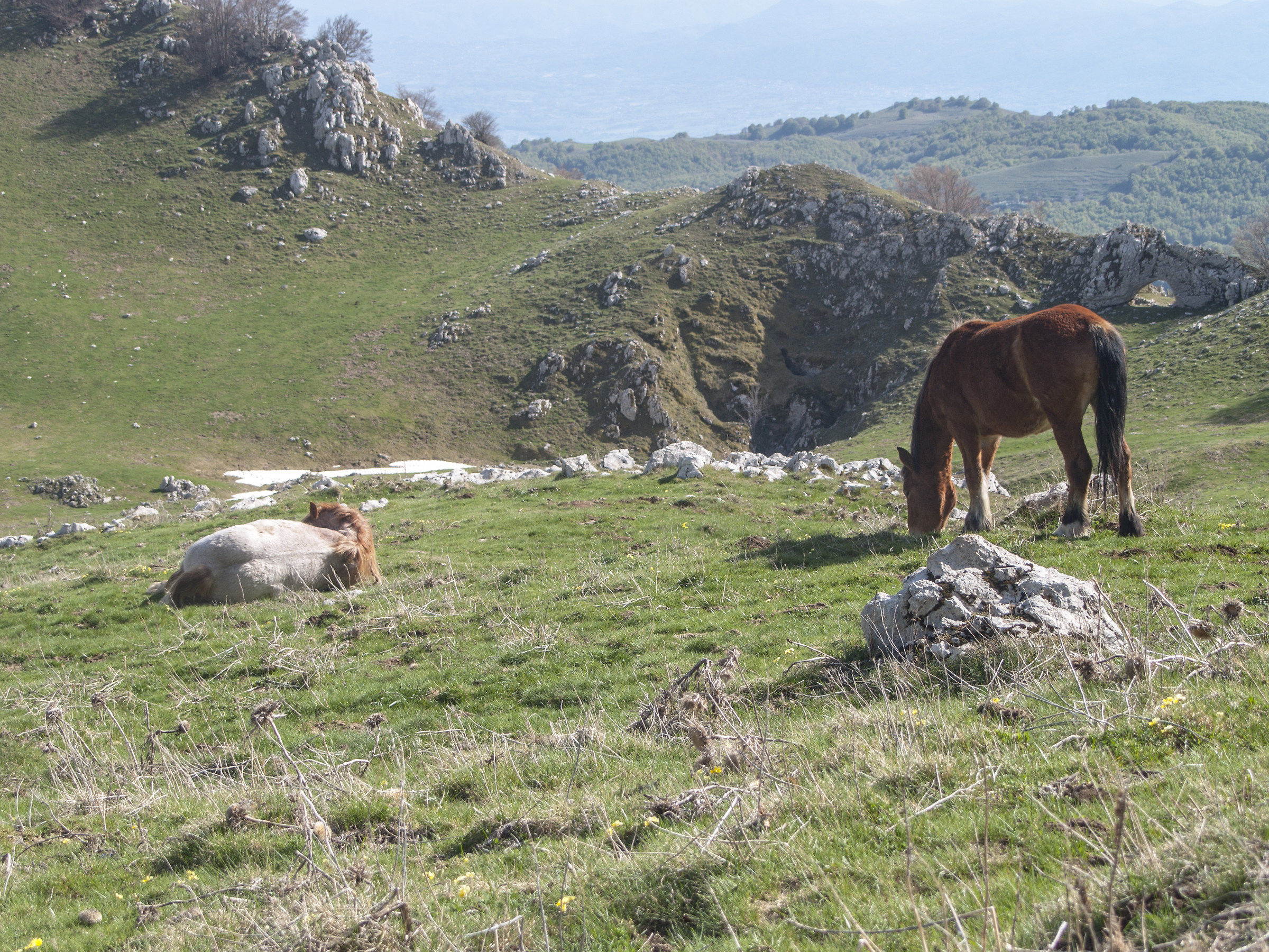 Cavalli al Campo dell'Arco