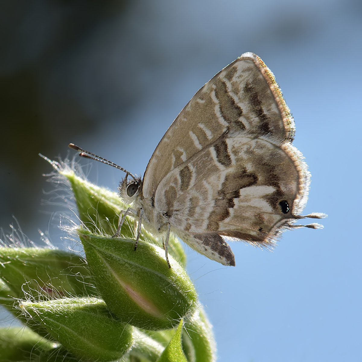 Geranium bronze, Lycaenidae