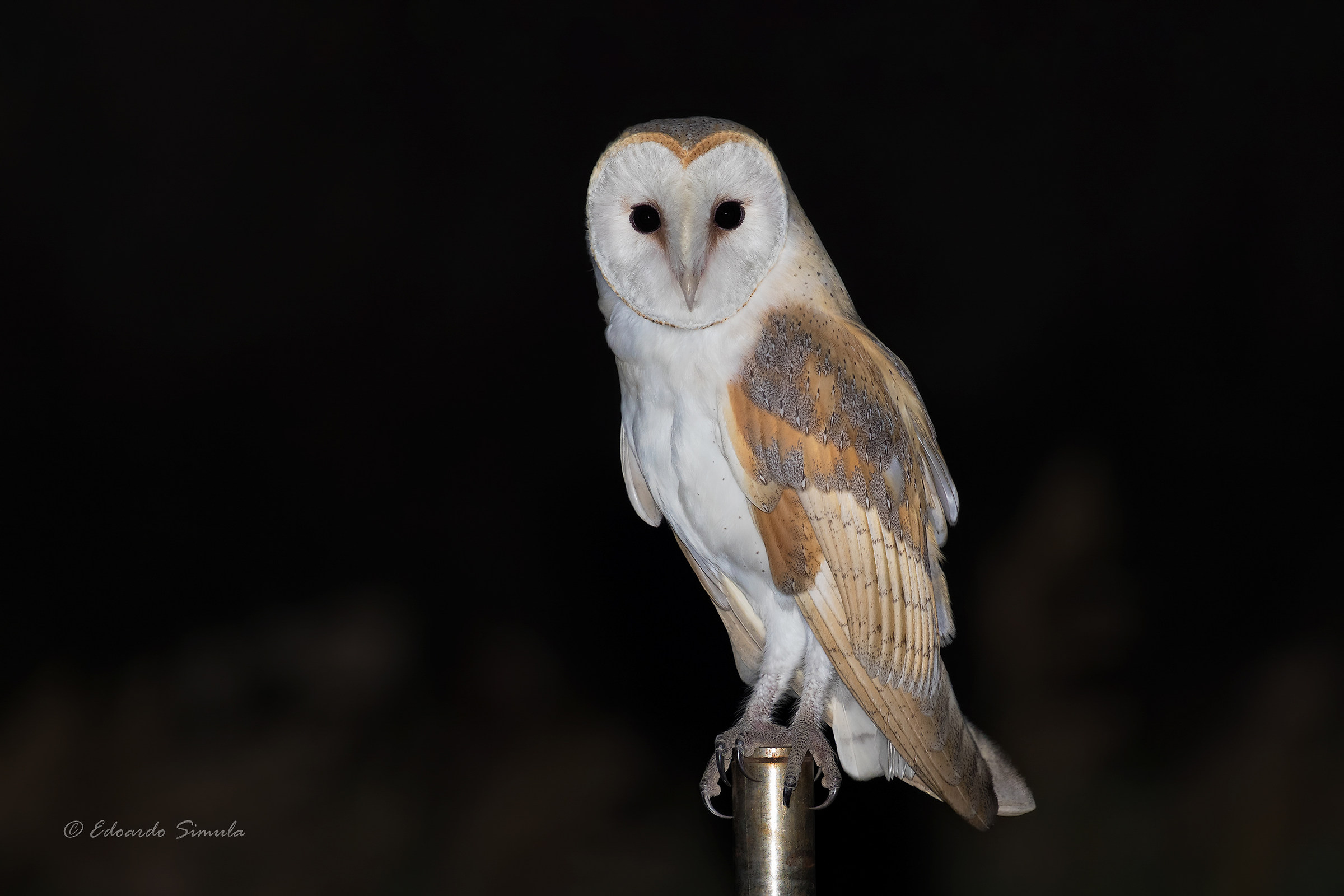 Barn owl di Sardegna