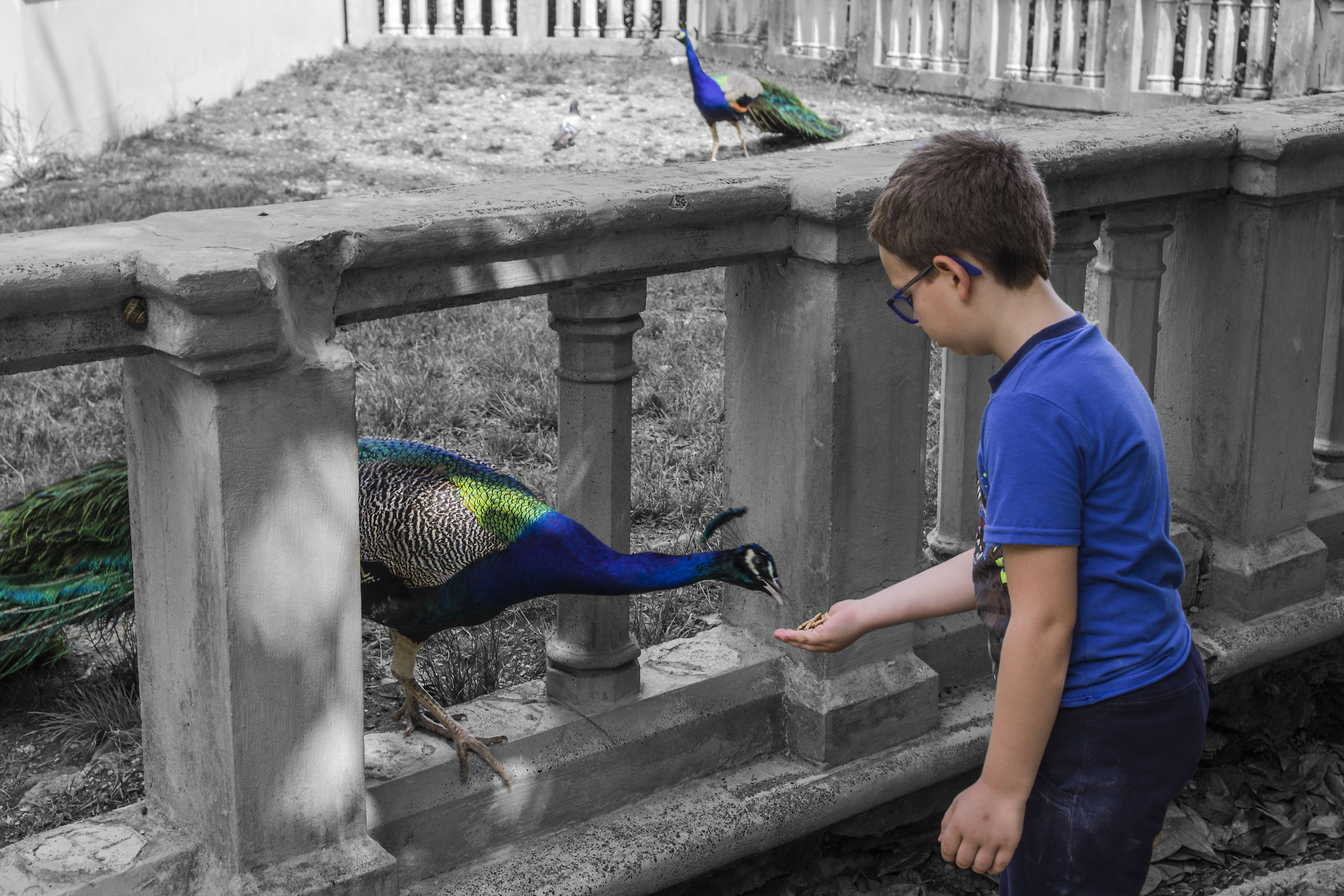 The blue peacocks