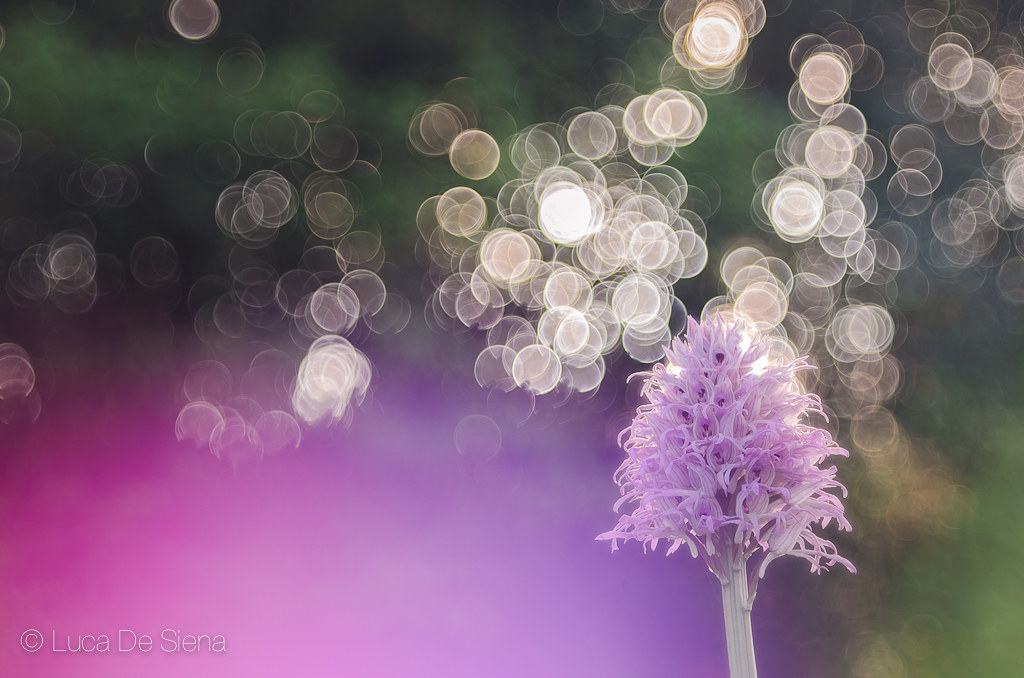 "On stage!" (Orchis Italica)