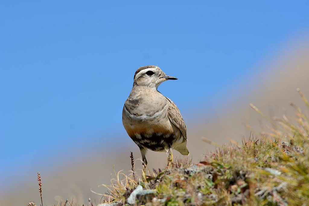 dotterel
