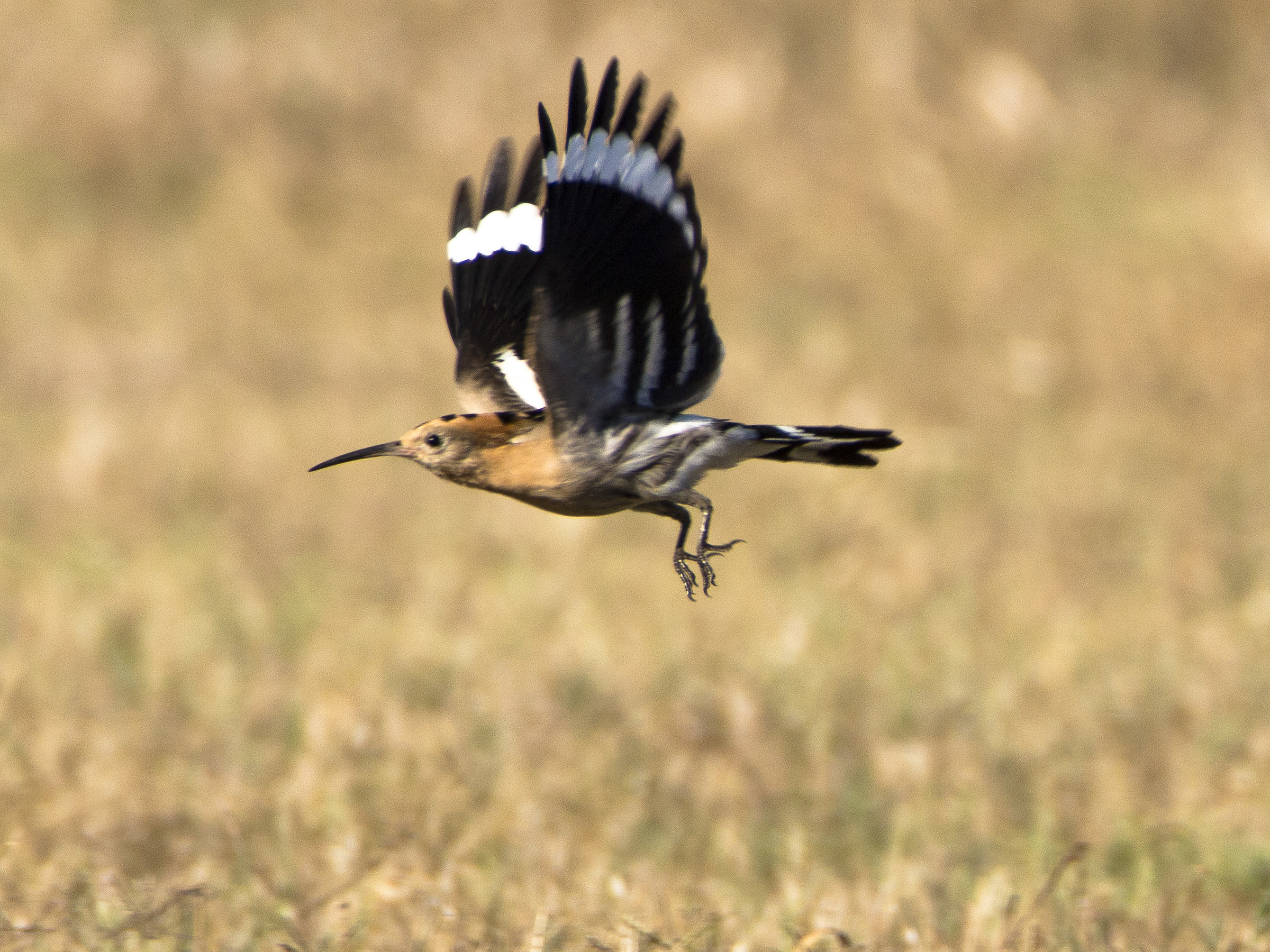 Hoopoe