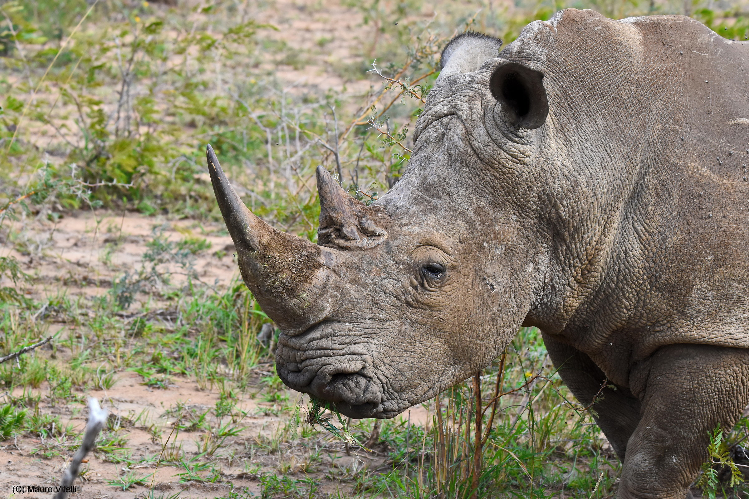 Rinonoceronte (Bianco)