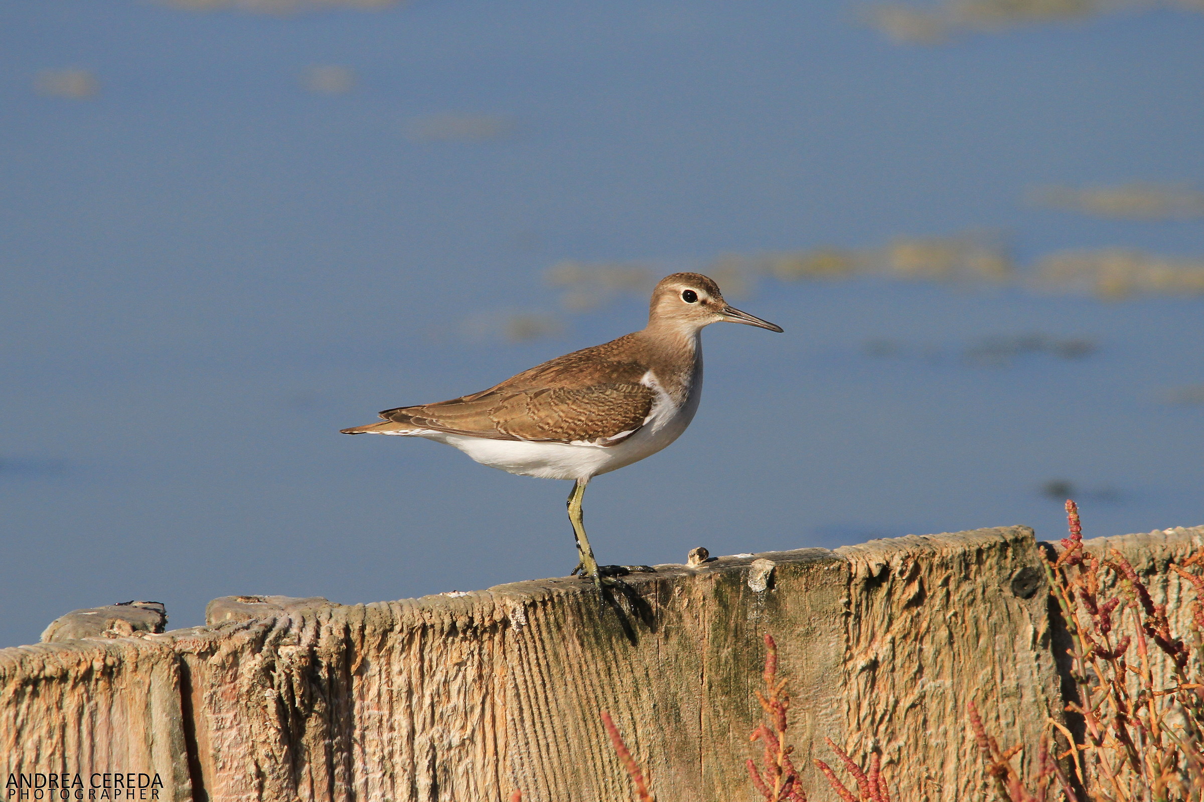 Actitis hypoleucos - Common Sandpiper