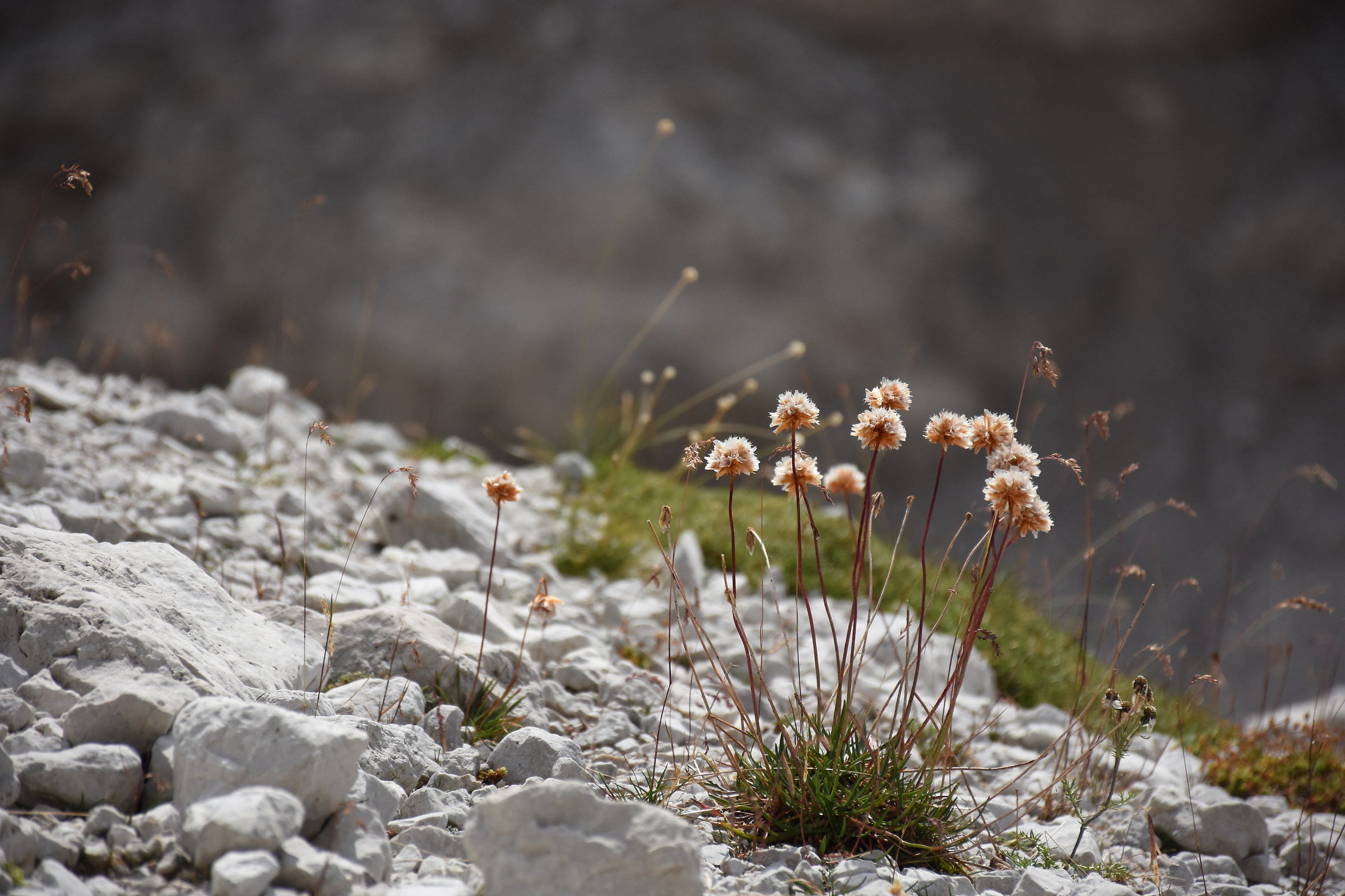 Dolomite plant
