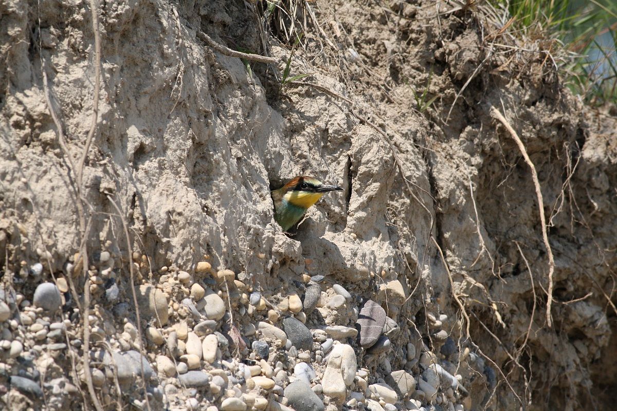 Bee-eater. Before leaving home.
