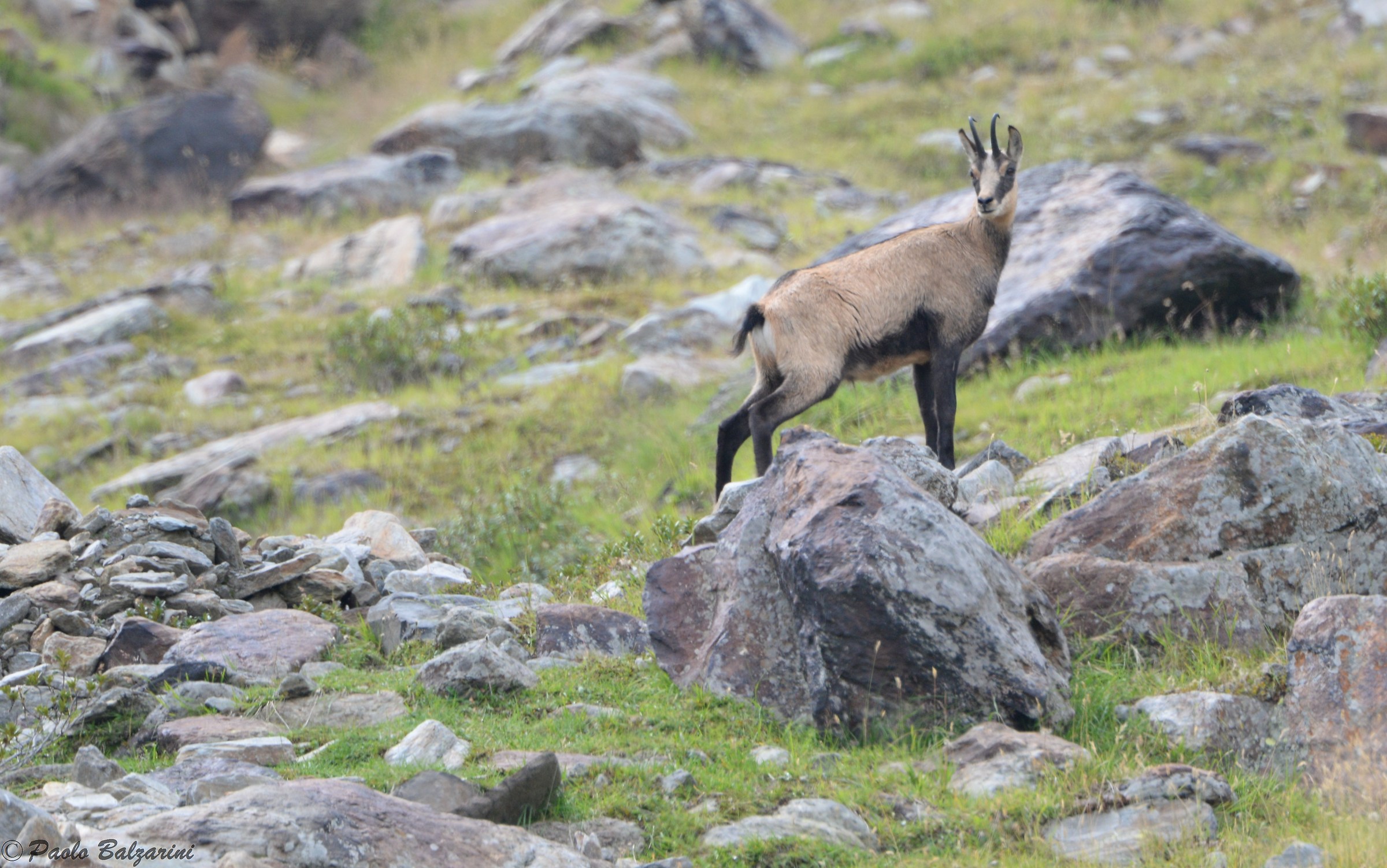Chamois in the Stelvio Park Bivouac Refuge Linge