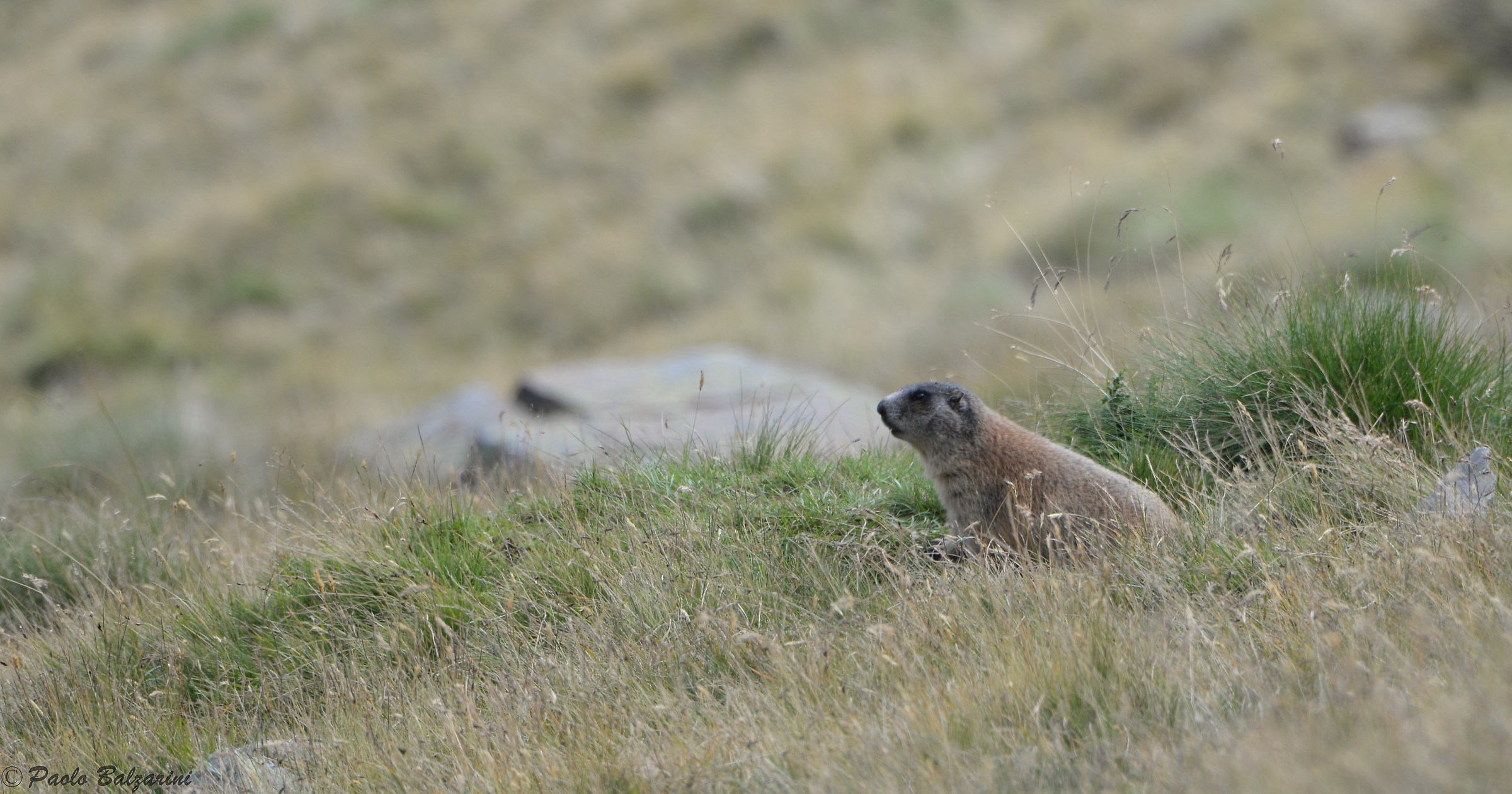 Marmot Stelvio Park - Val Grande