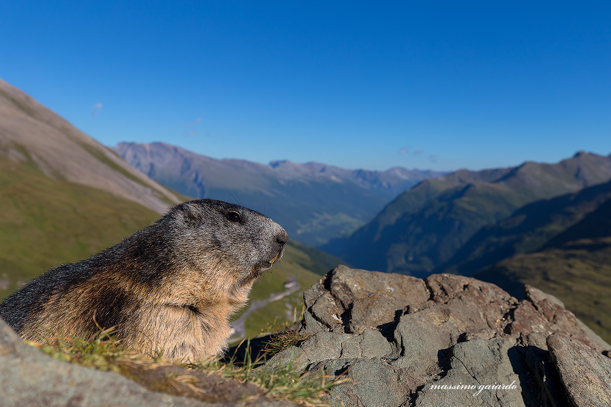 simpatica marmotta