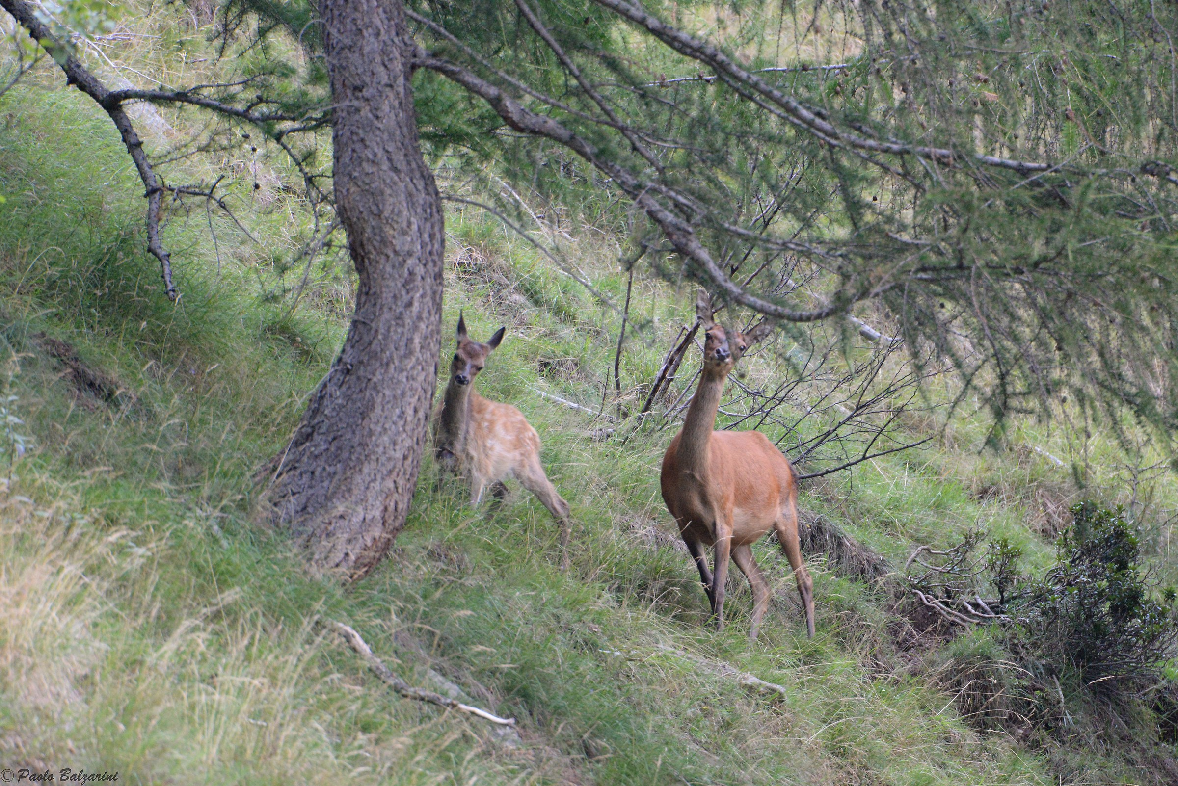 Female thin deer with small Val Grande