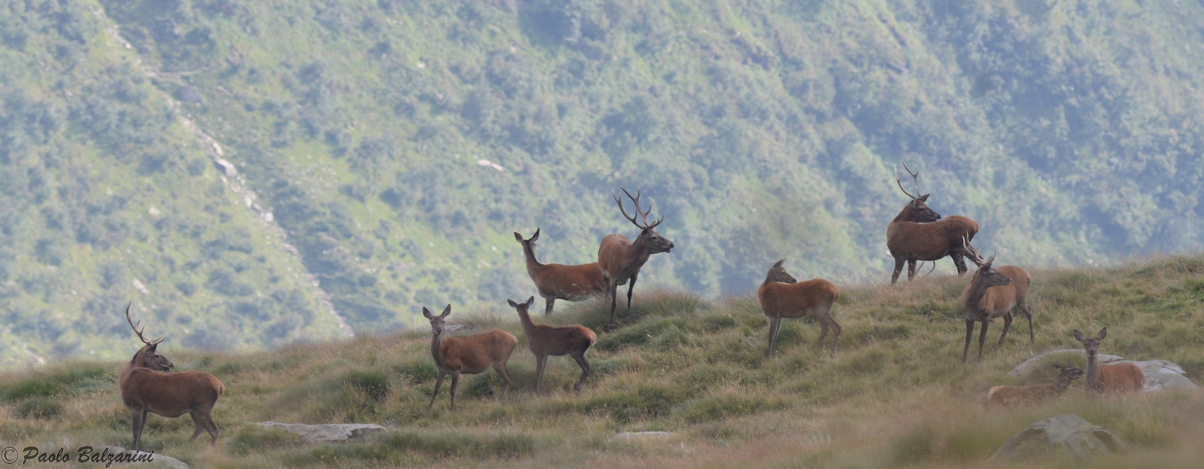 Deer herd that exploit territories extended Val Grande
