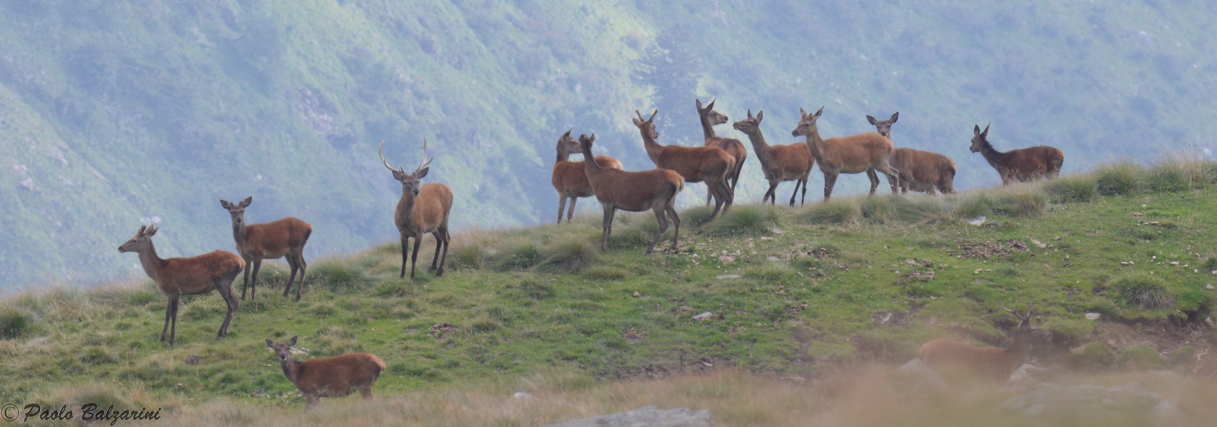 Deer herd that exploit territories extended Val Grande