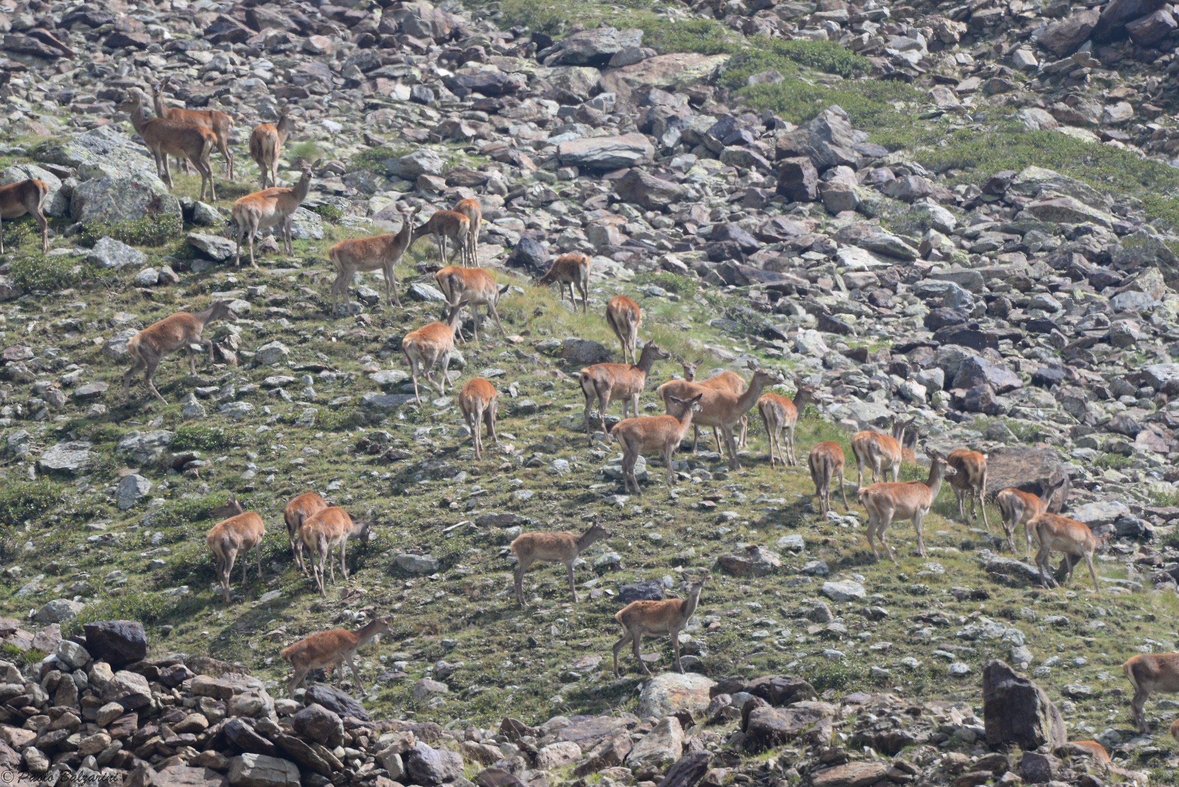 The herd of bald applies a strict hierarchy