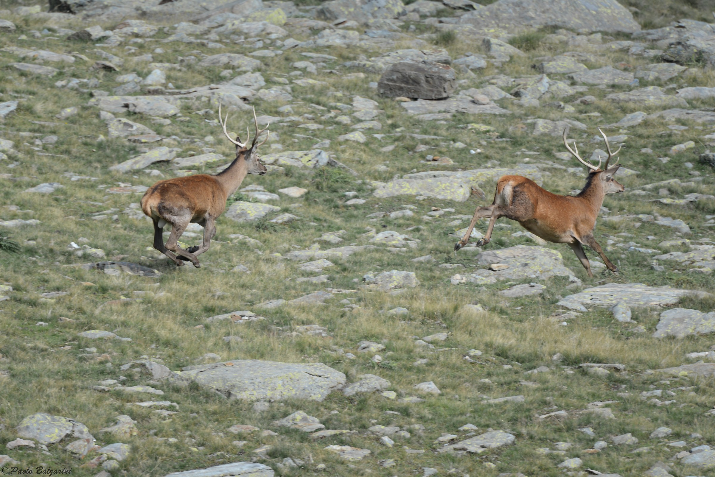 Herd of deer not unlike old males fleeing