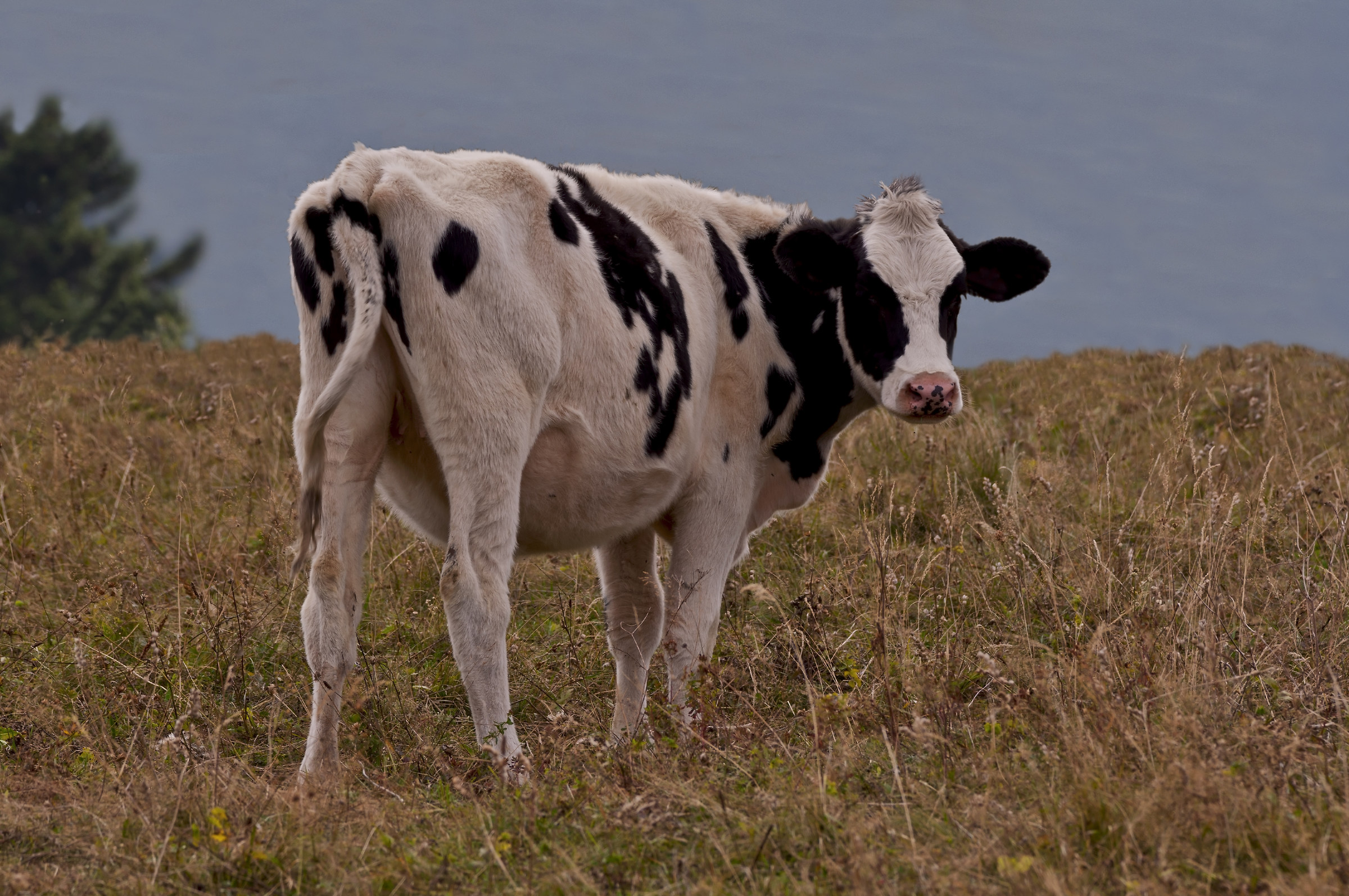 Atom Heart Mother